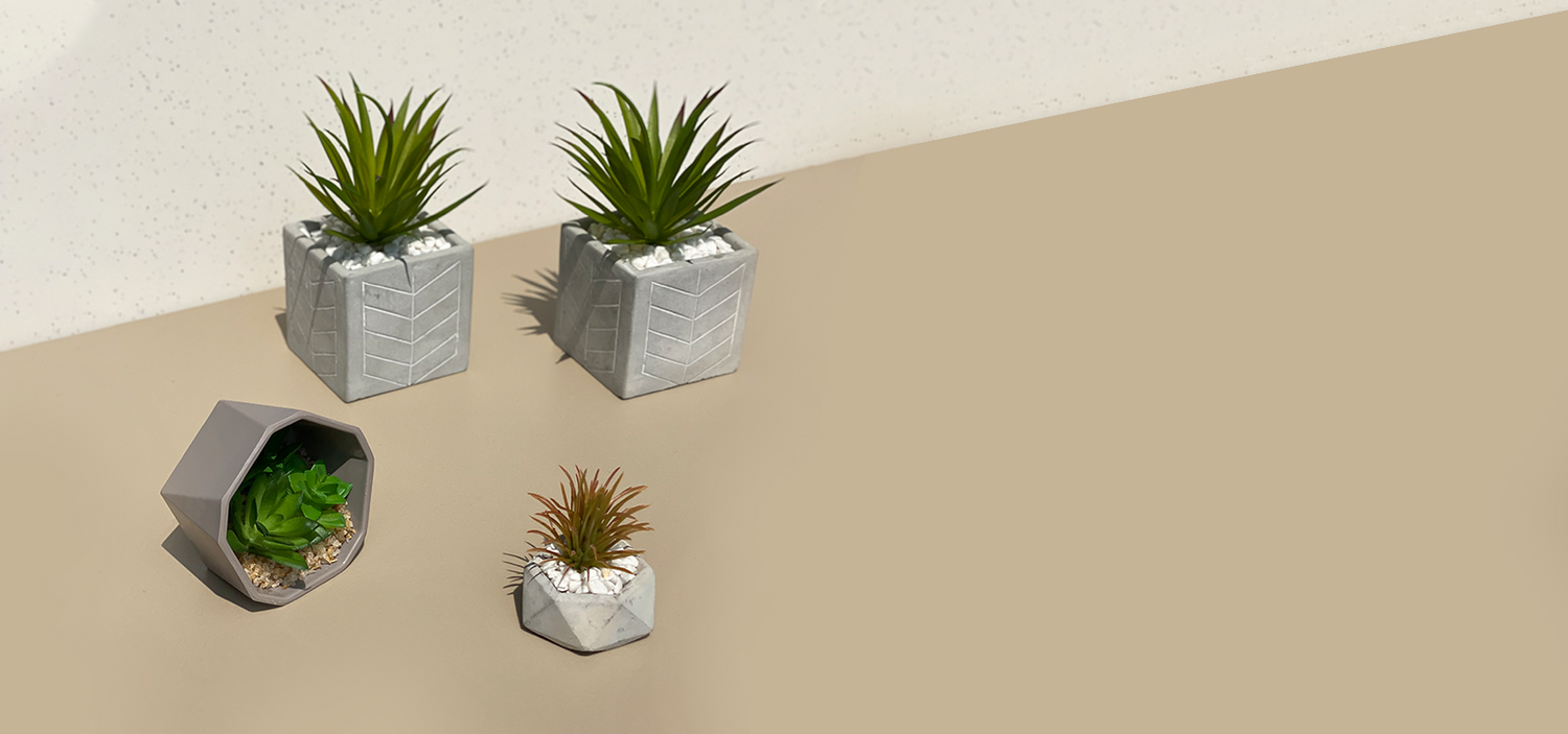 TOP 5 POTTED PLANTS TO ENHANCE YOUR LIVING ROOM
