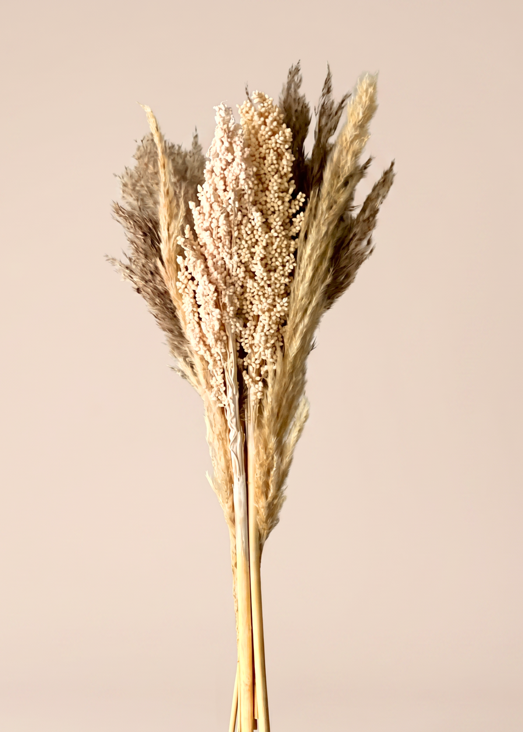Pampas Corn Harmony Bunch