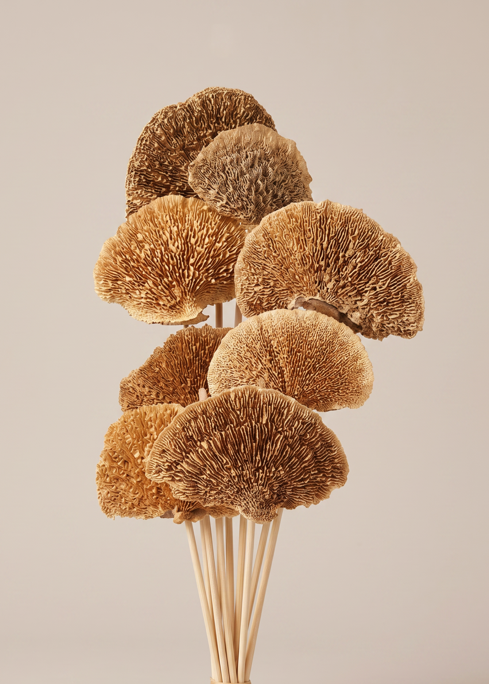 Wild Mushroom Bunch - (Brown)Set of 8