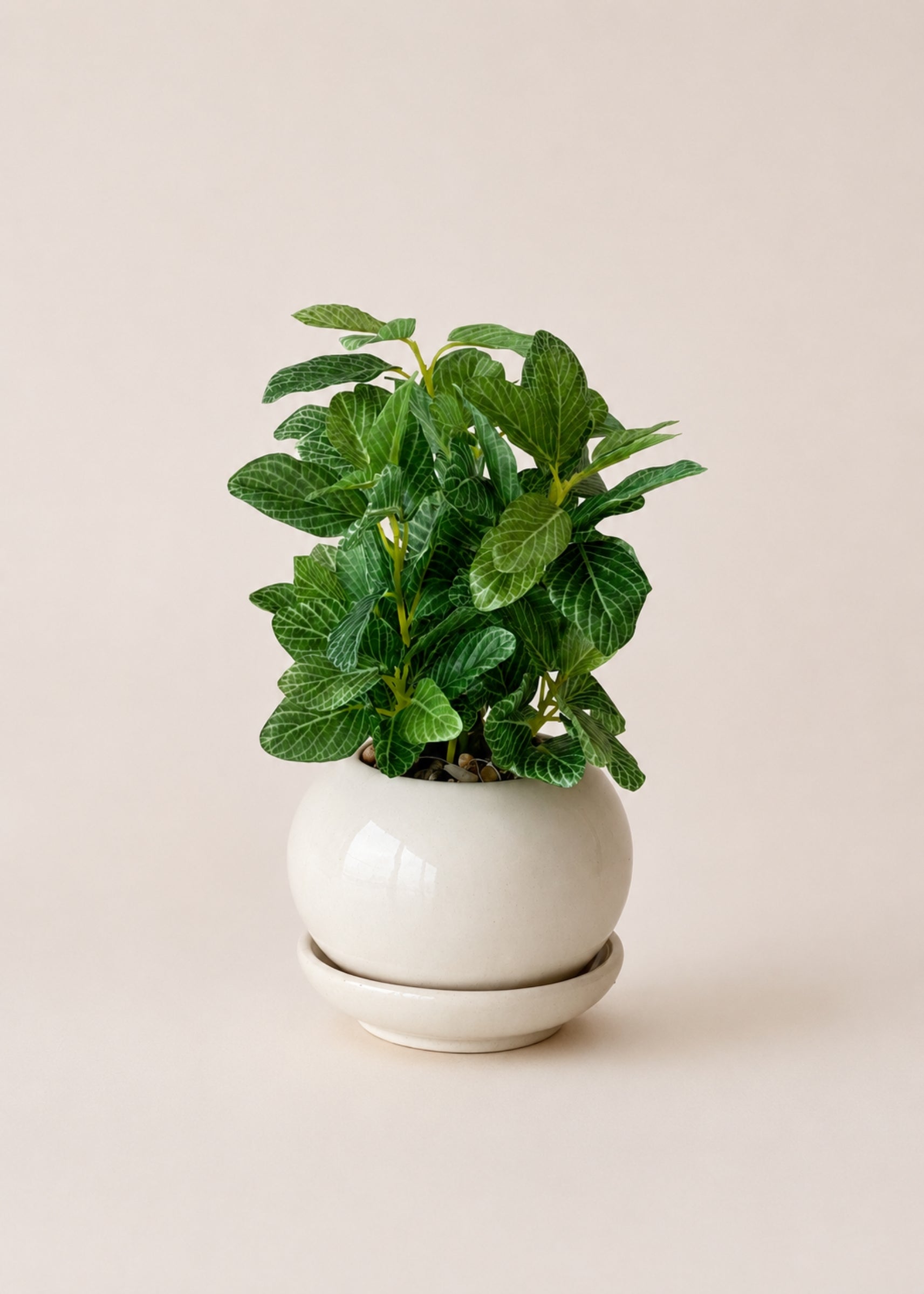 Artificial Polka Dot Plant