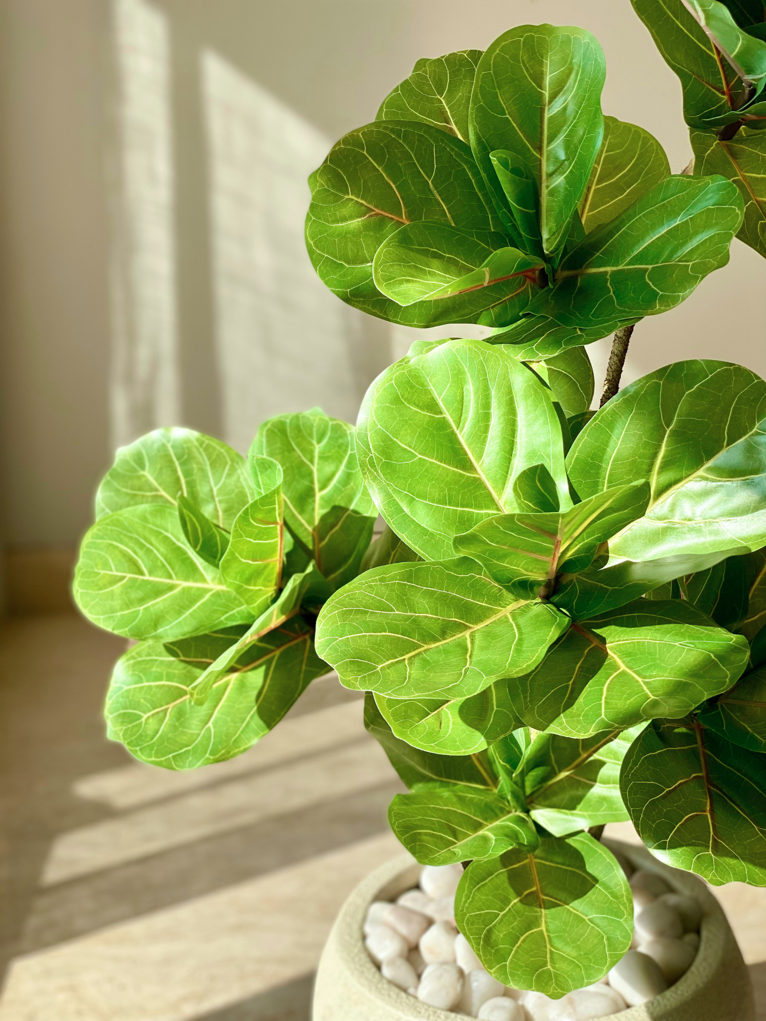 Artificial Fiddle Fig Plant - 3 Feet