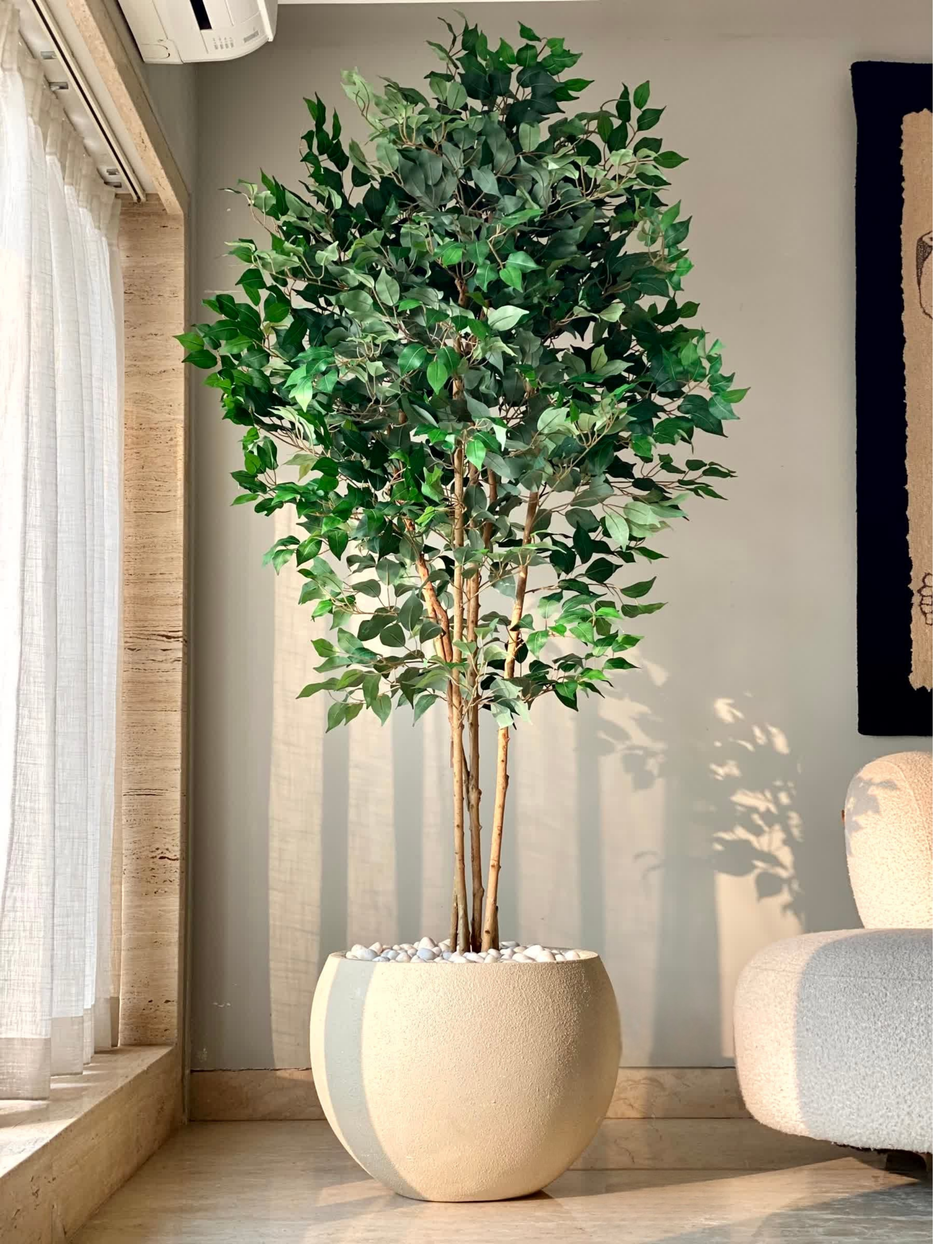 Artificial Aurora Ficus Plant - 6.5 Feet