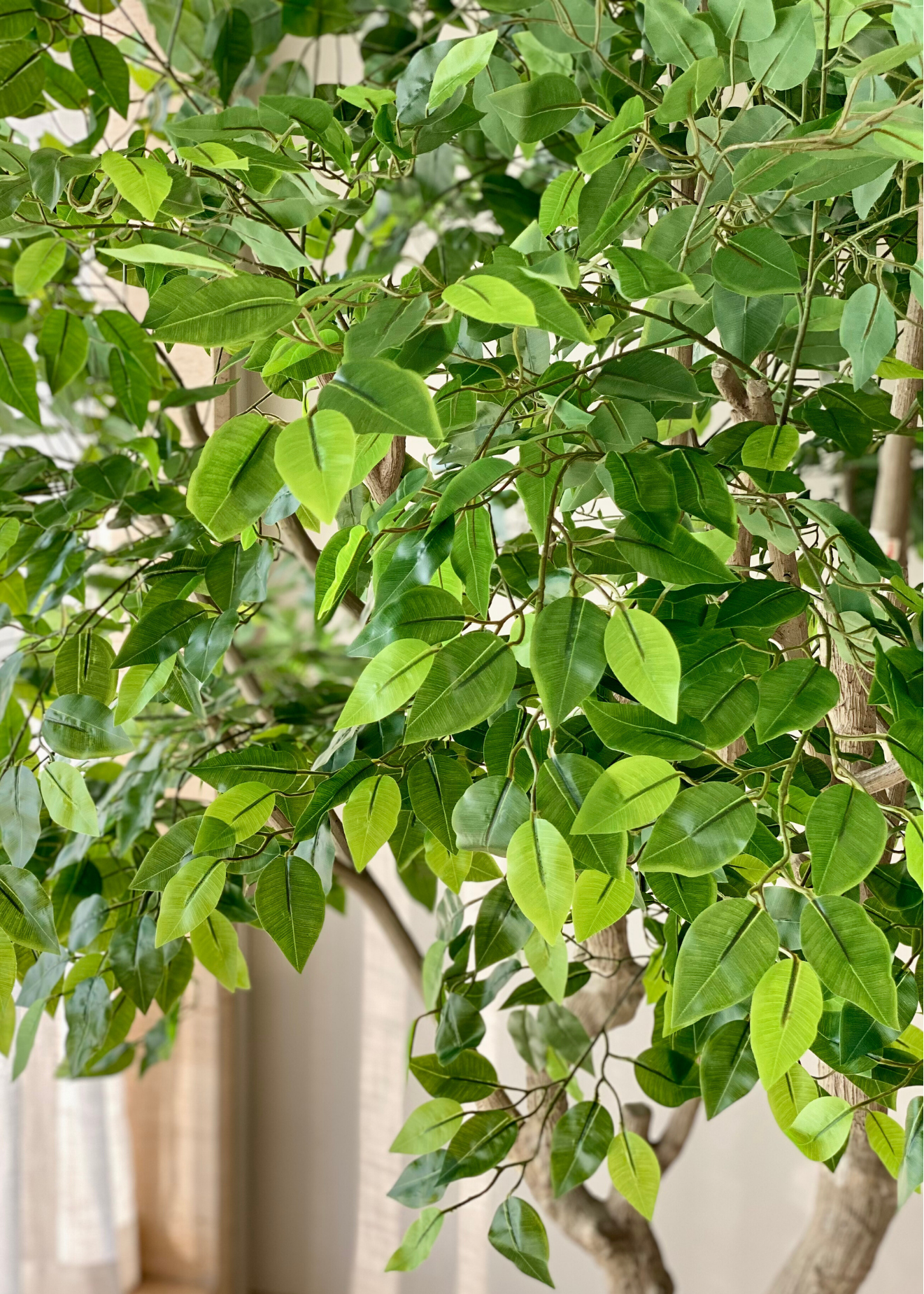 Artificial Ficus Palatial Plant - 8 Feet