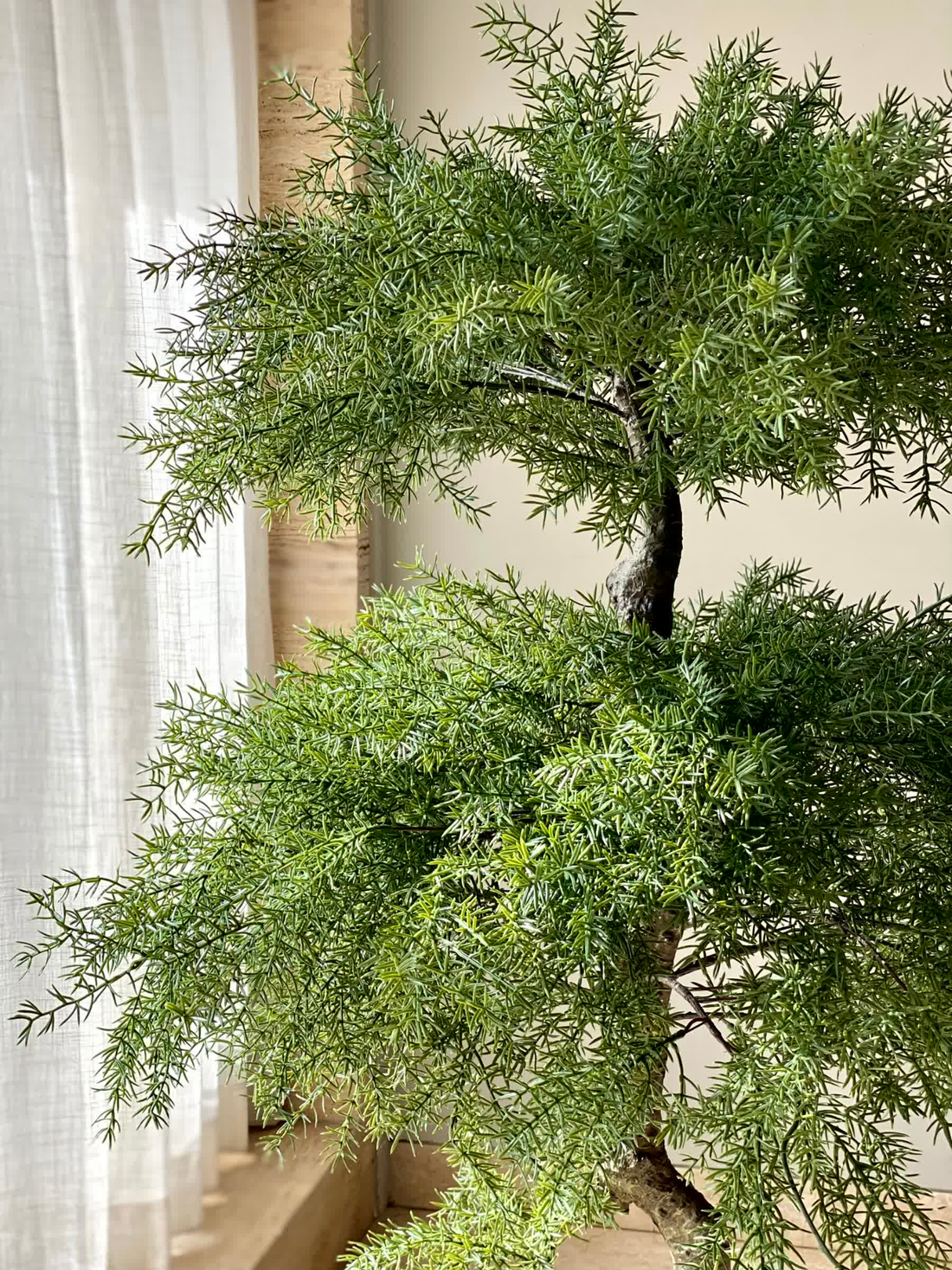 Artificial Australian Cedar Bonsai Plant - 5.5 Feet