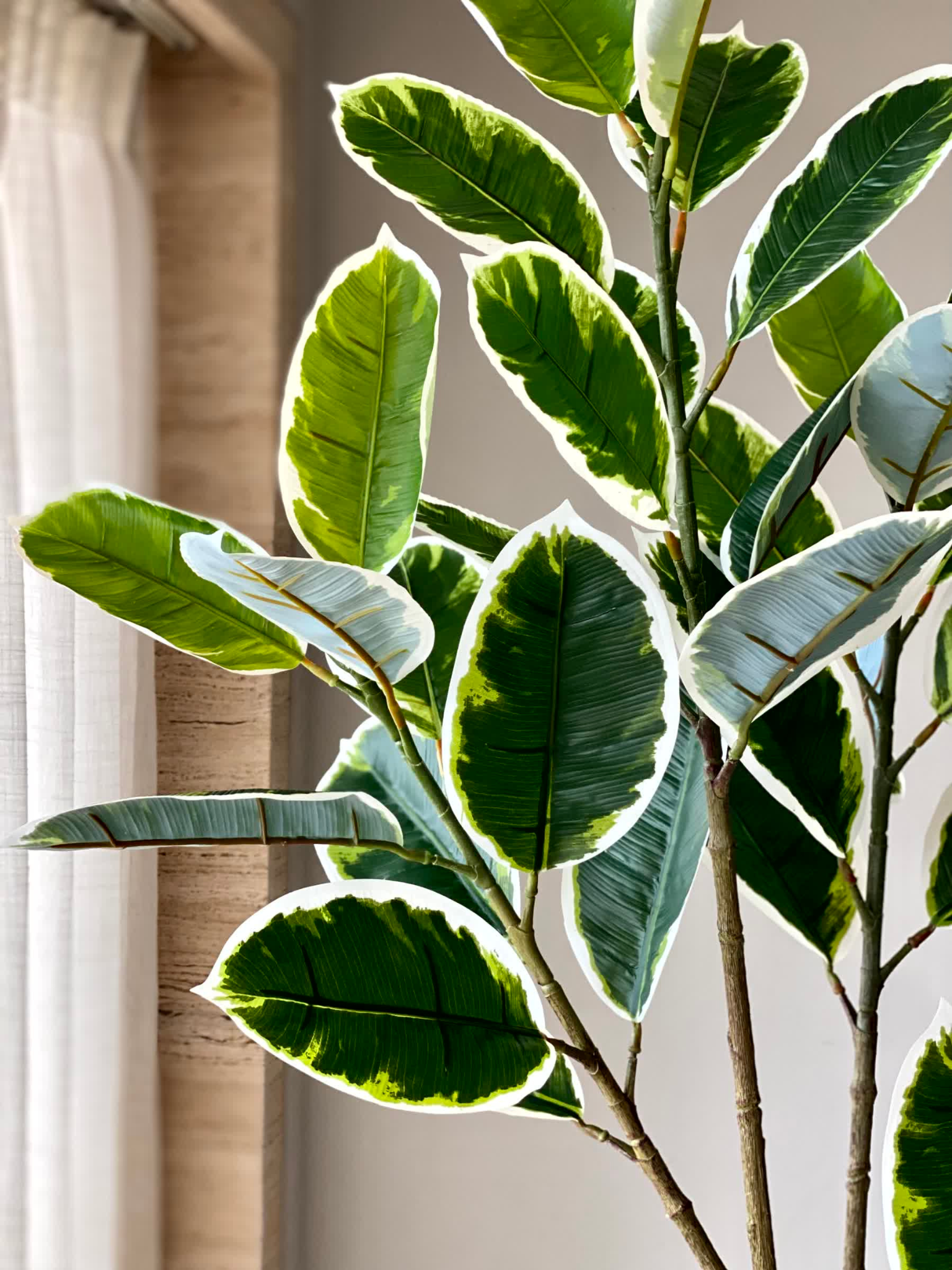 Artificial Variegated Rubber Plant - 5 Feet