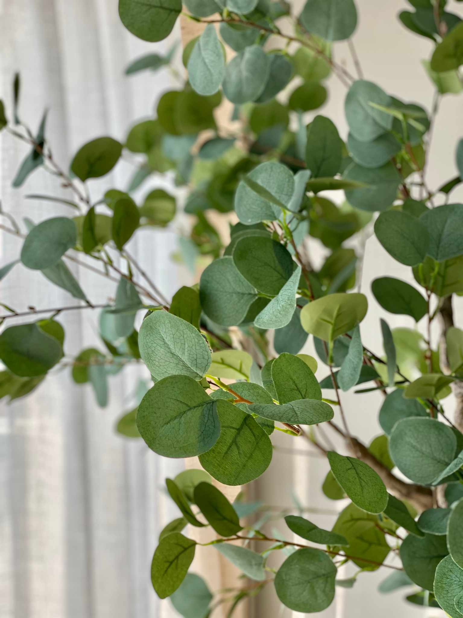 Artificial Bespoke Eucalyptus Plant - 6 Feet