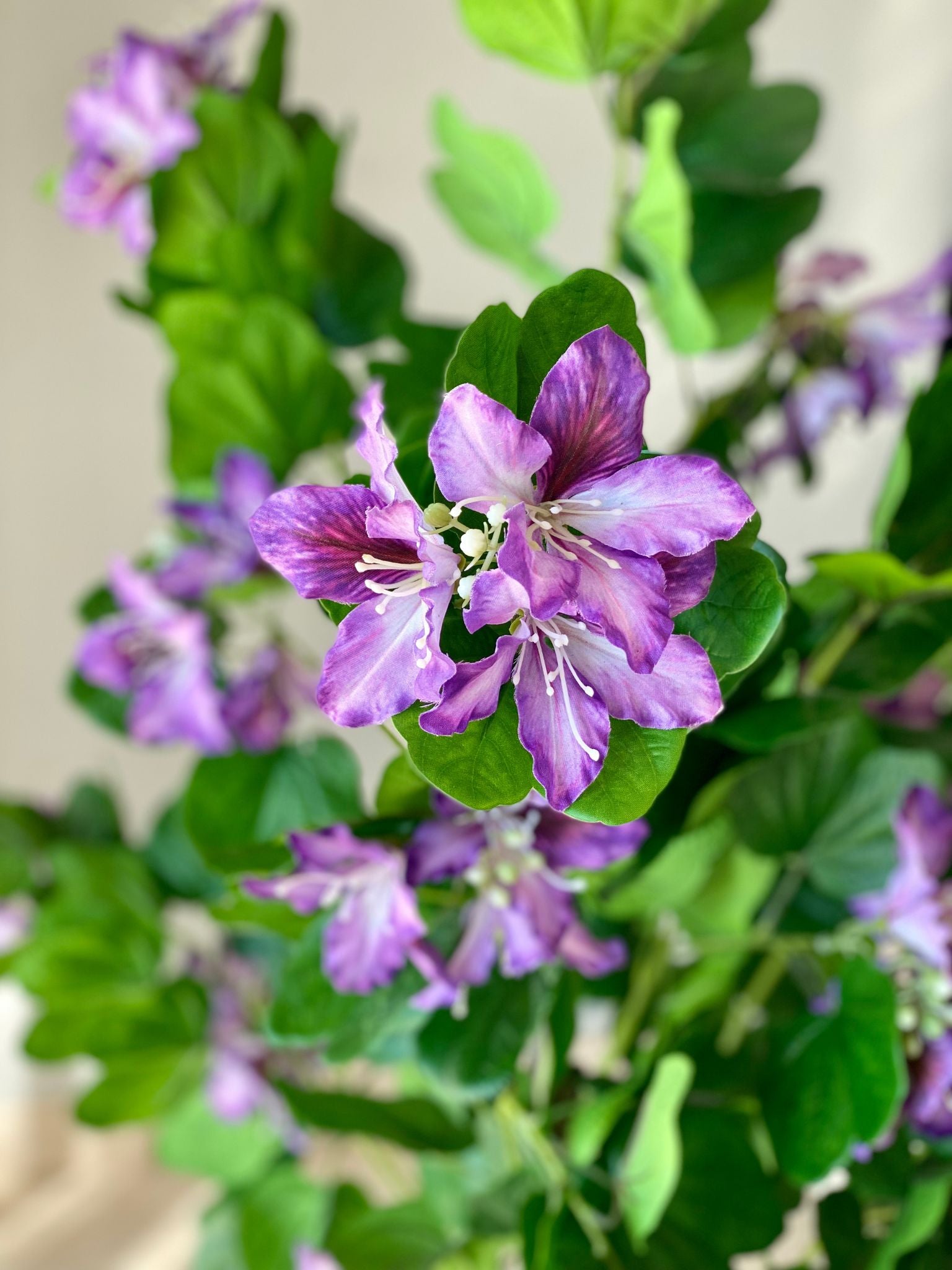 Artificial Lilac Bauhinia Plant - 5 Feet
