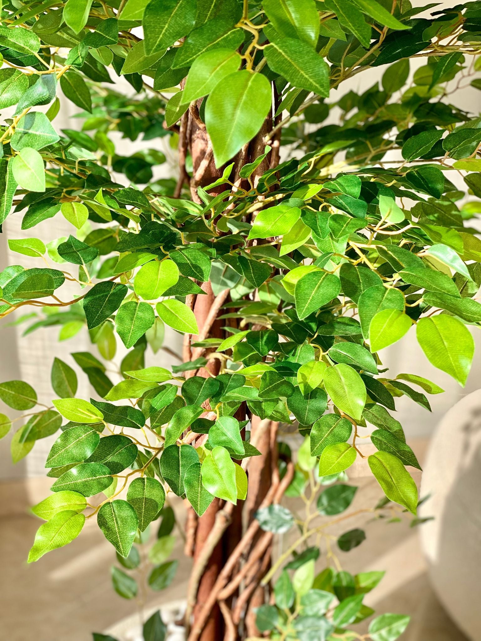 Artificial Ficus Majora Plant - 6 Feet