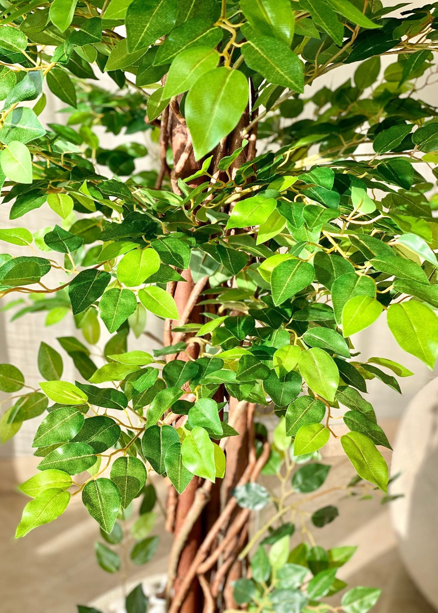 Artificial Ficus Majora Plant - 6 Feet
