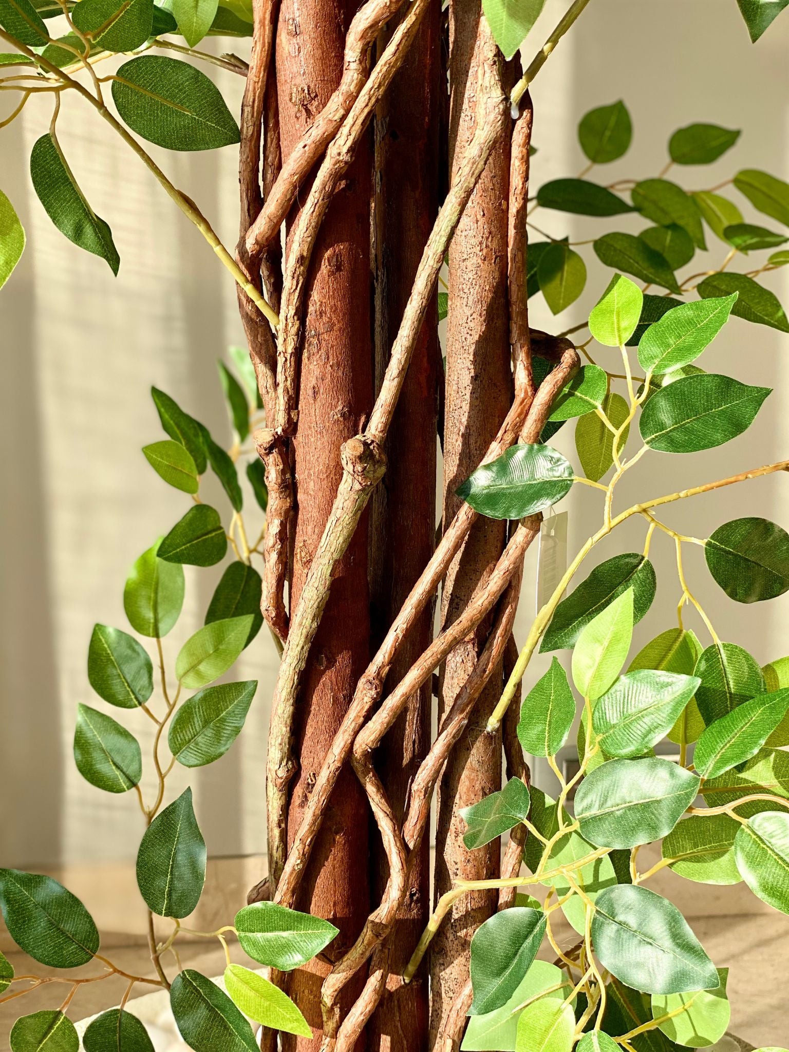 Artificial Ficus Majora Plant - 6 Feet