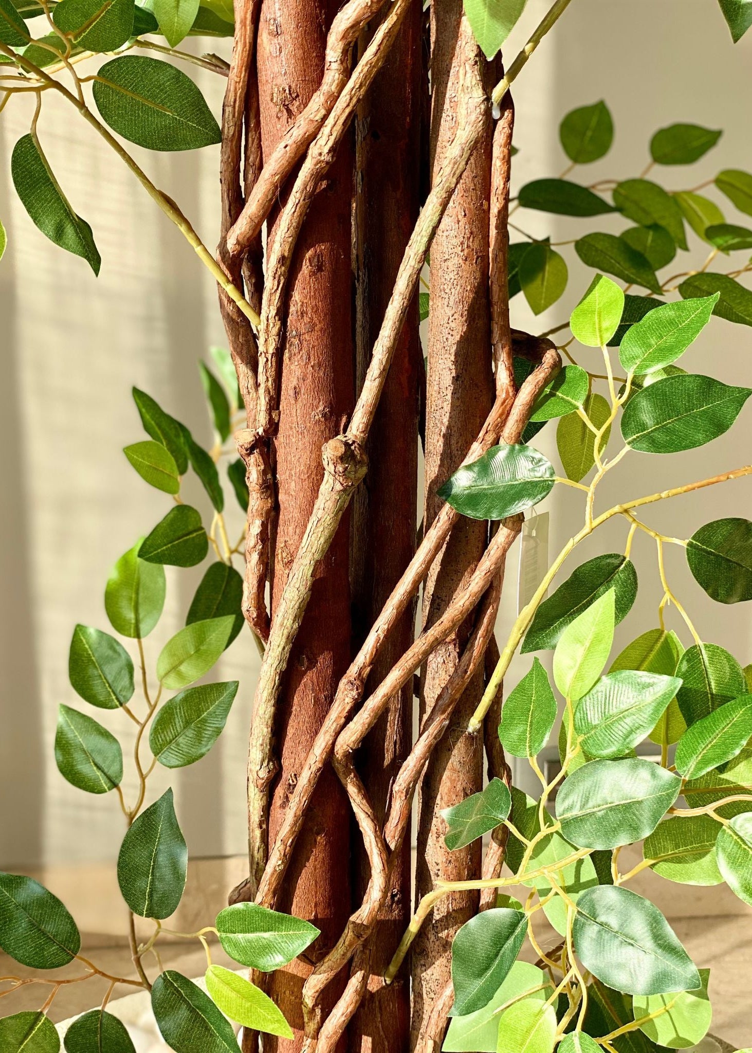 Artificial Ficus Majora Plant - 6 Feet