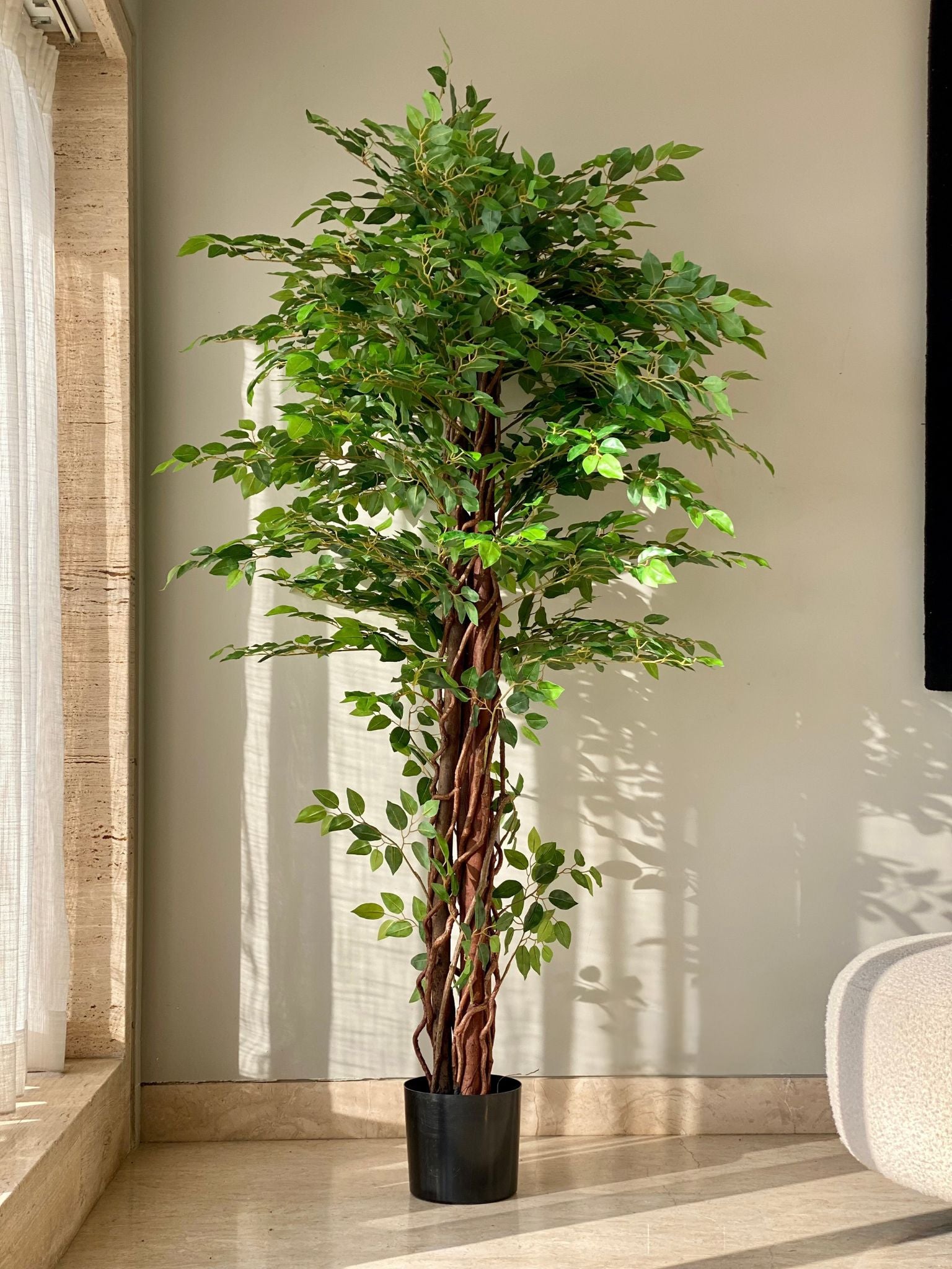 Artificial Ficus Majora Plant - 6 Feet