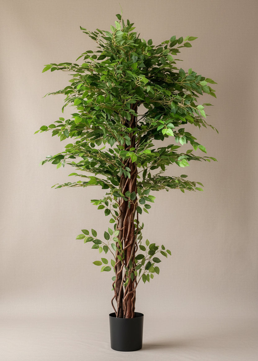 Artificial Ficus Majora Plant - 6 Feet