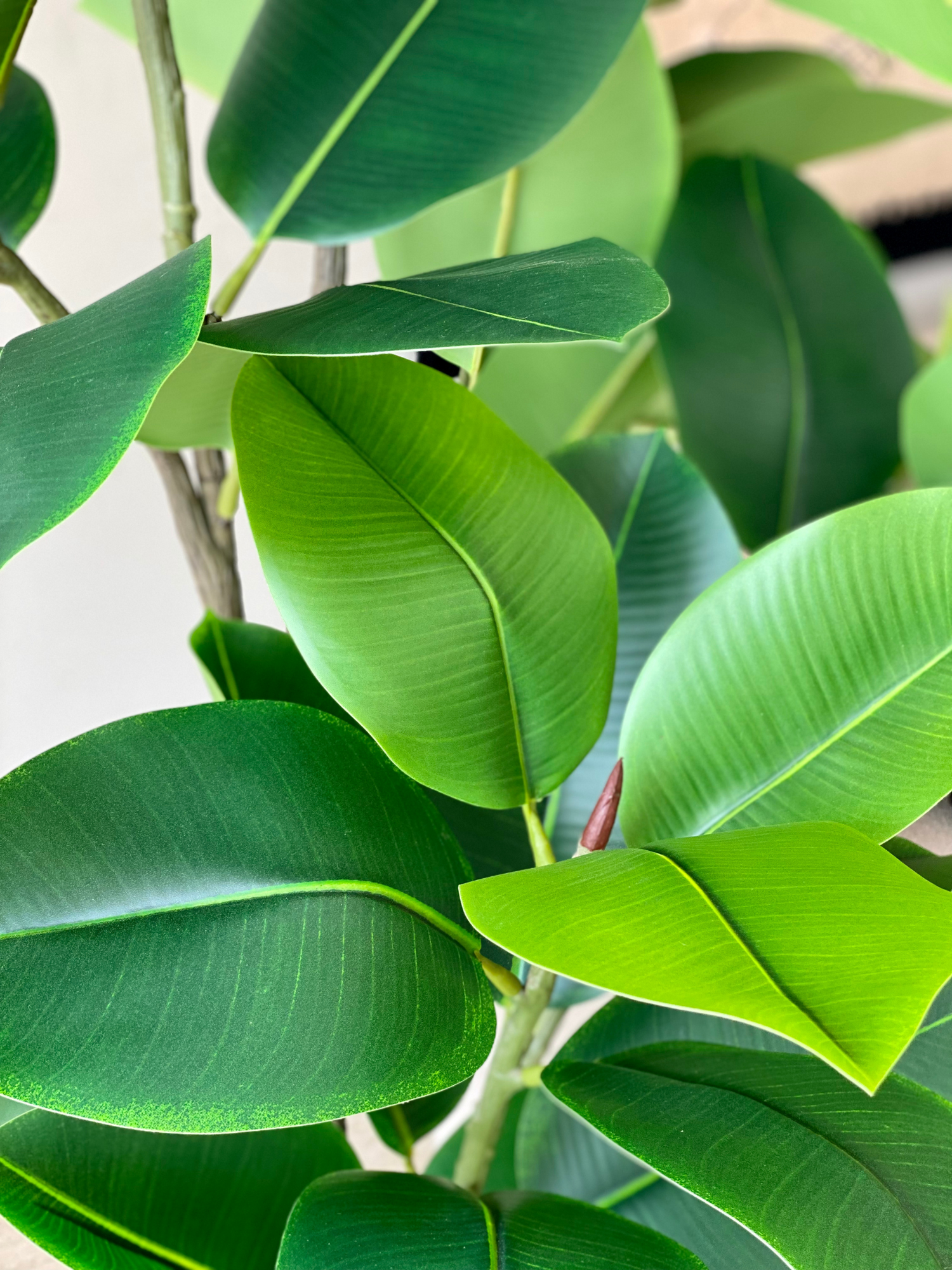 Artificial Evergreen Rubber Plant - 6.5 Feet