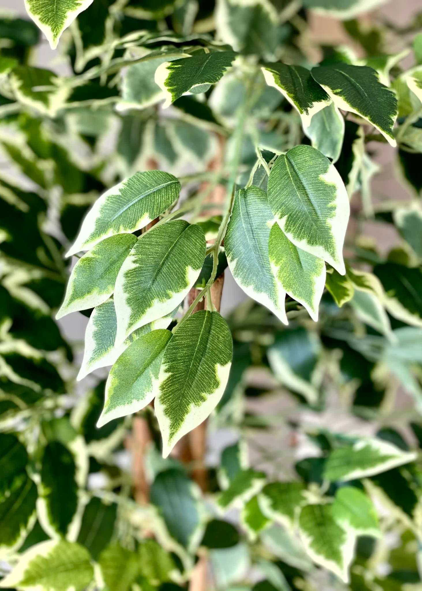 Artificial Variegated Dried Ficus Plant - 6.5 Feet