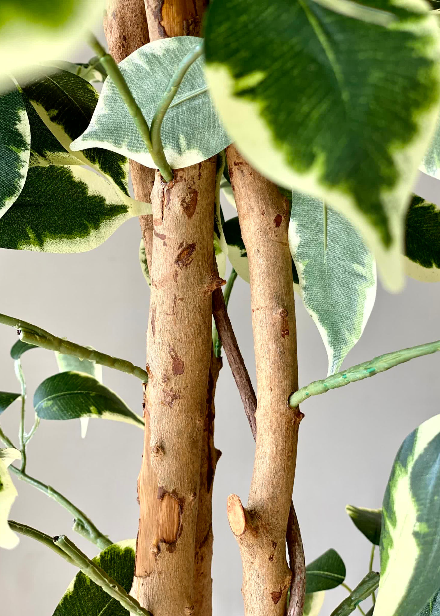 Artificial Variegated Dried Ficus Plant - 6.5 Feet