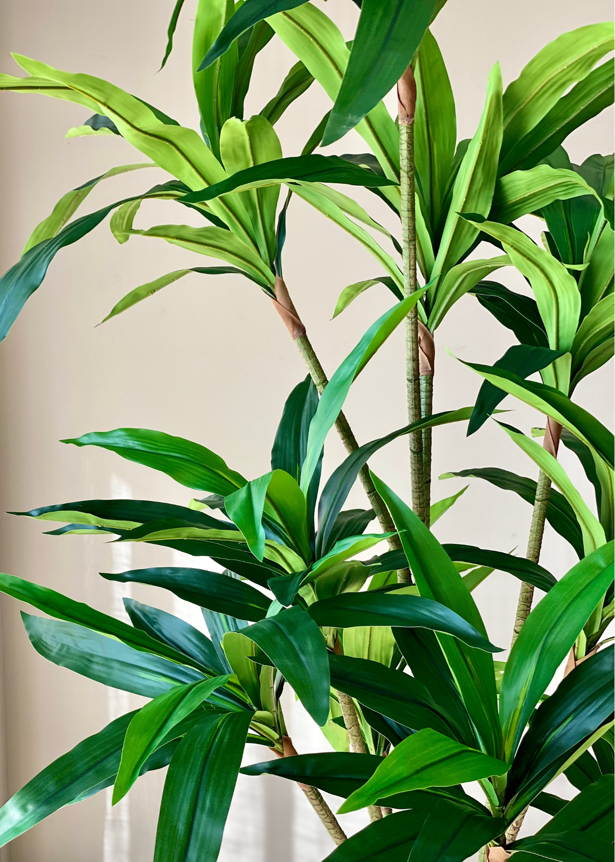 Artificial Botanic Dracaena Plant - 6 Feet
