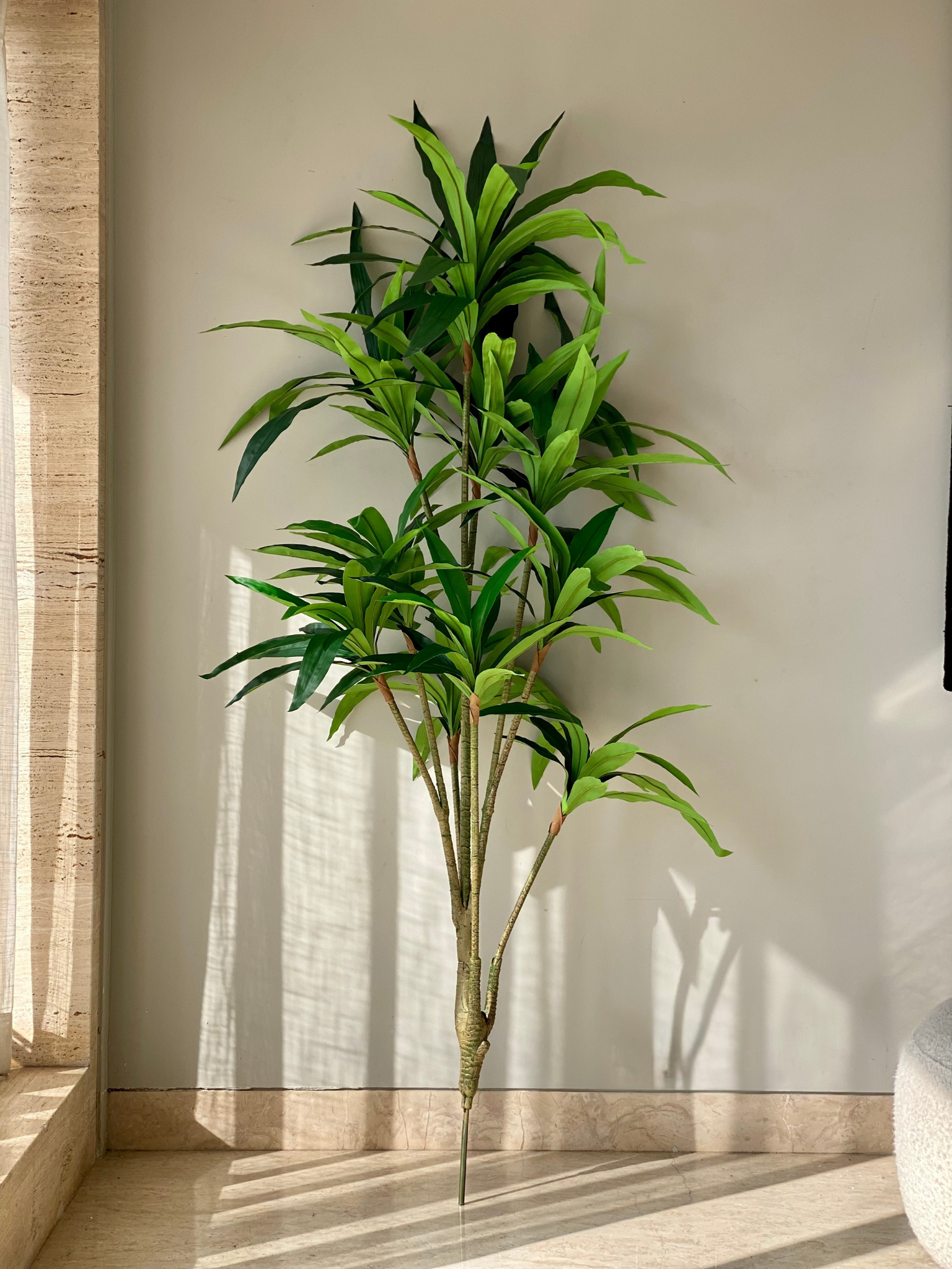Artificial Botanic Dracaena Plant - 6 Feet