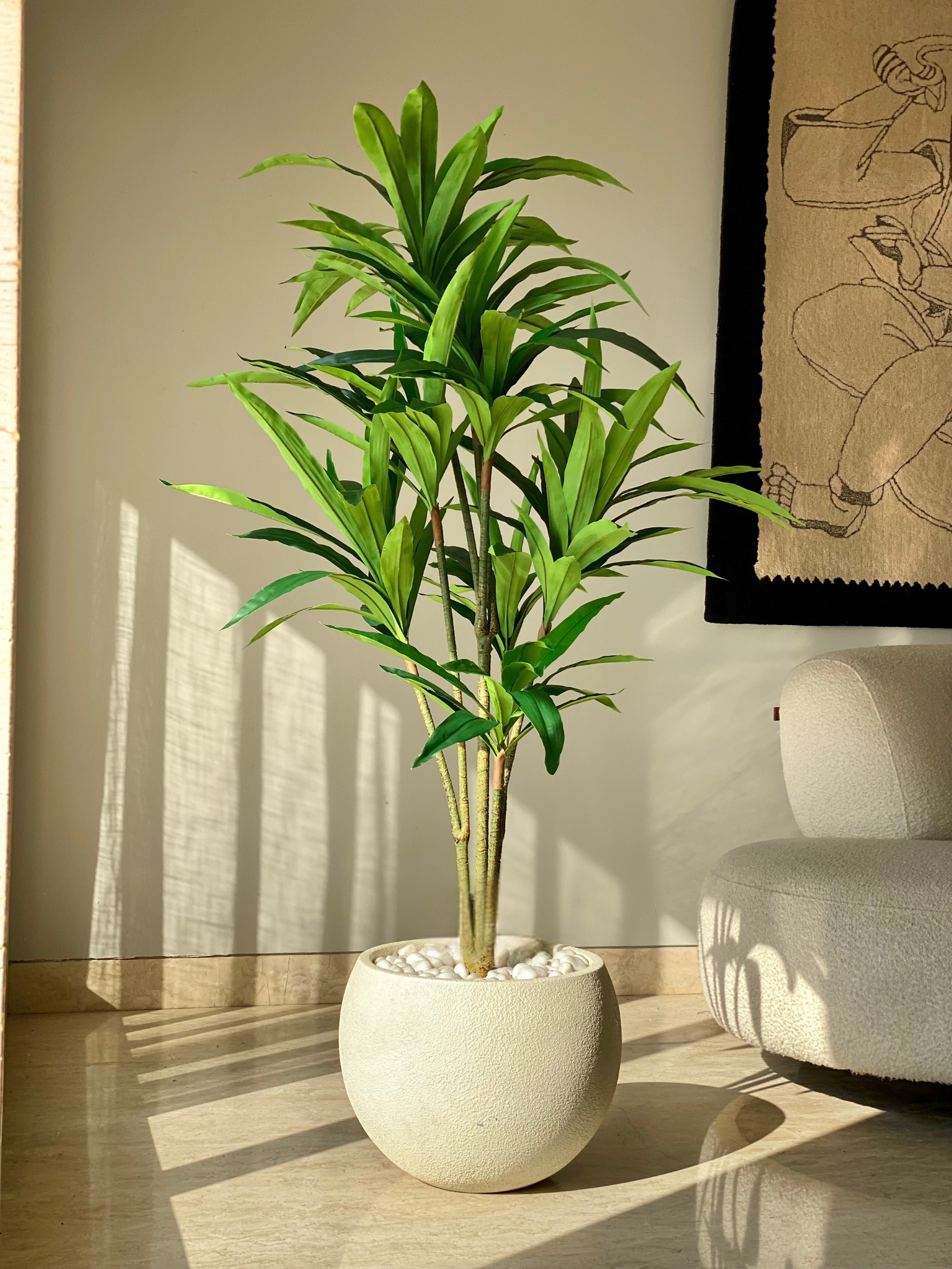 Artificial Botanic Dracaena Plant - 5.5 Feet