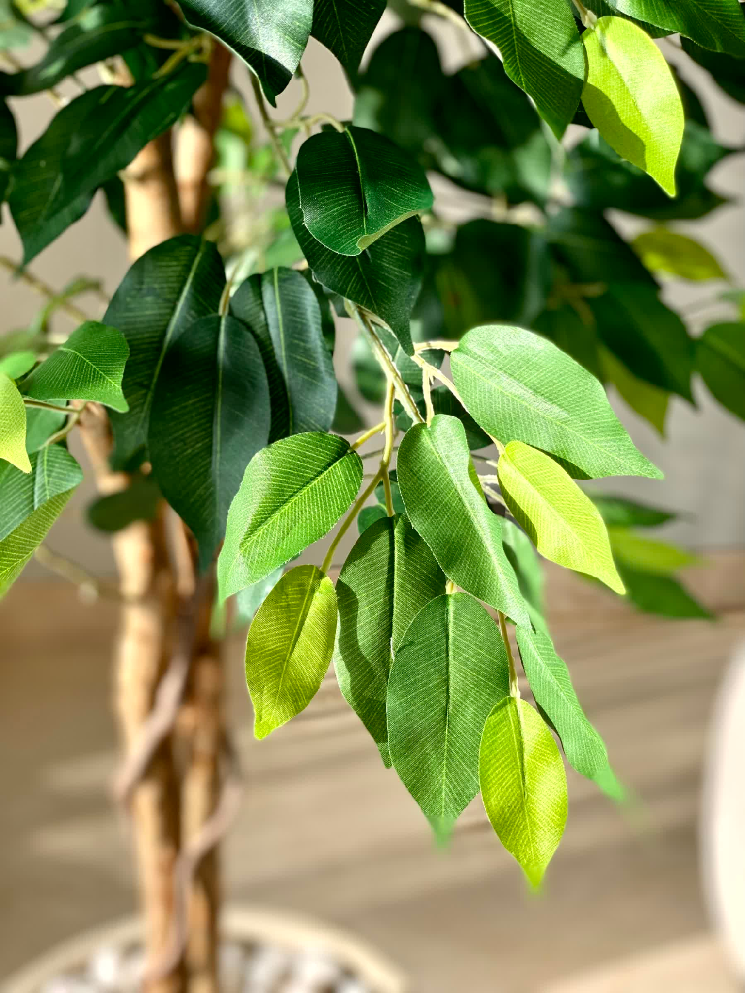 Artificial Dried Ficus Plant - 6.5 Feet