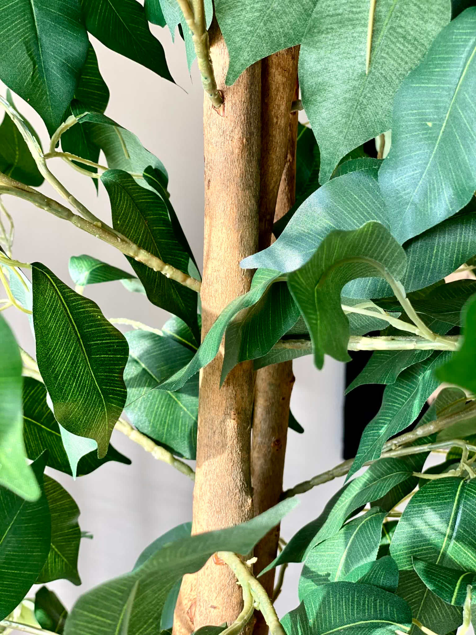 Artificial Dried Ficus Plant - 6.5 Feet