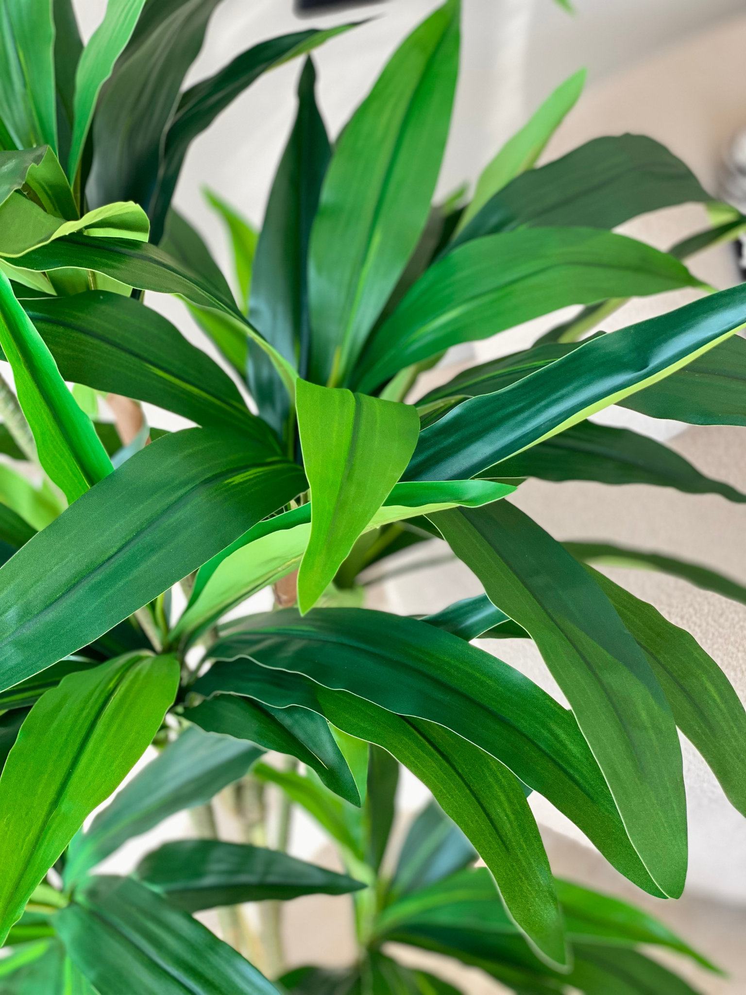 Artificial Botanic Dracaena Plant - 5.5 Feet