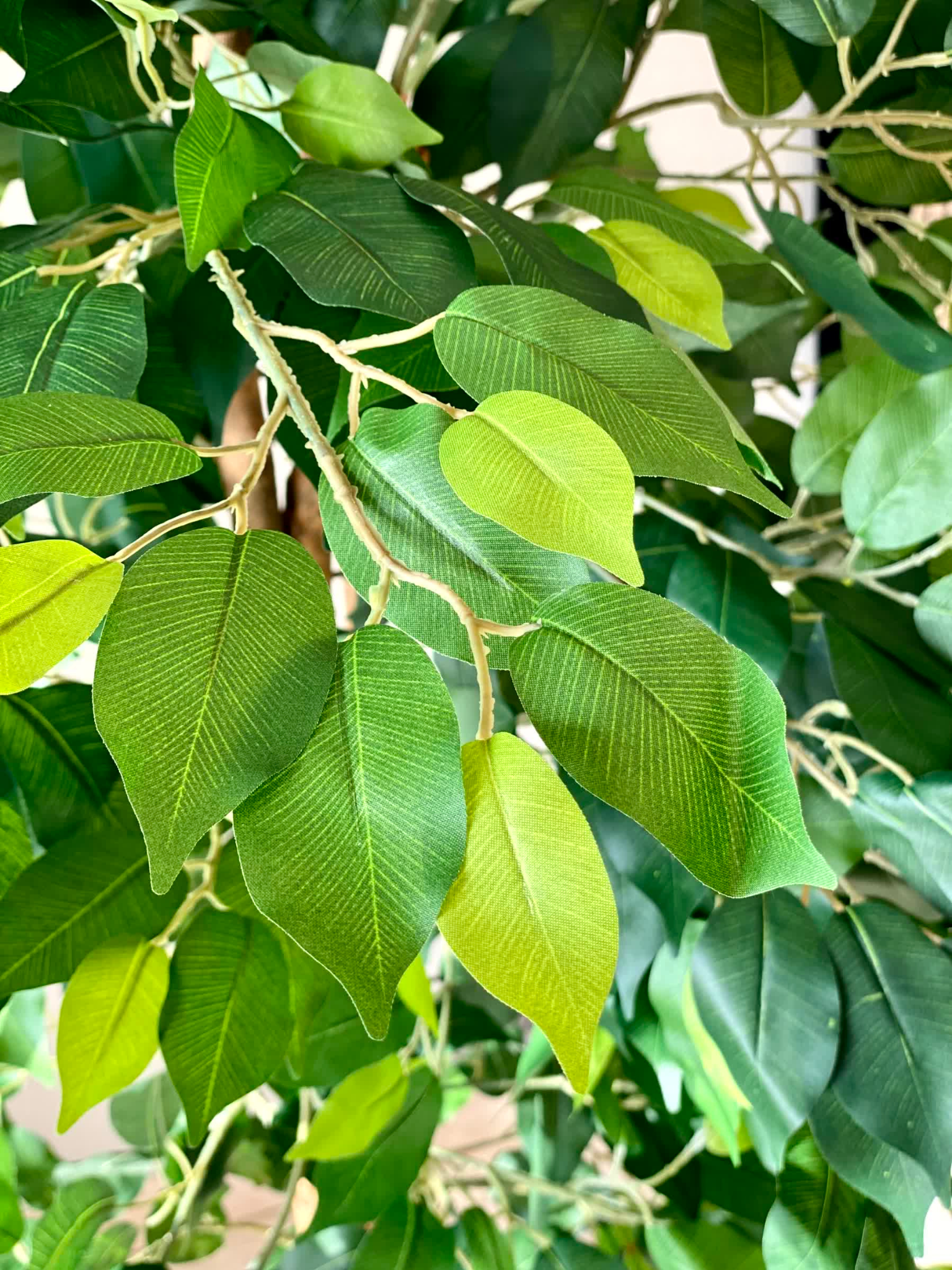 Artificial Dried Ficus Plant - 6.5 Feet