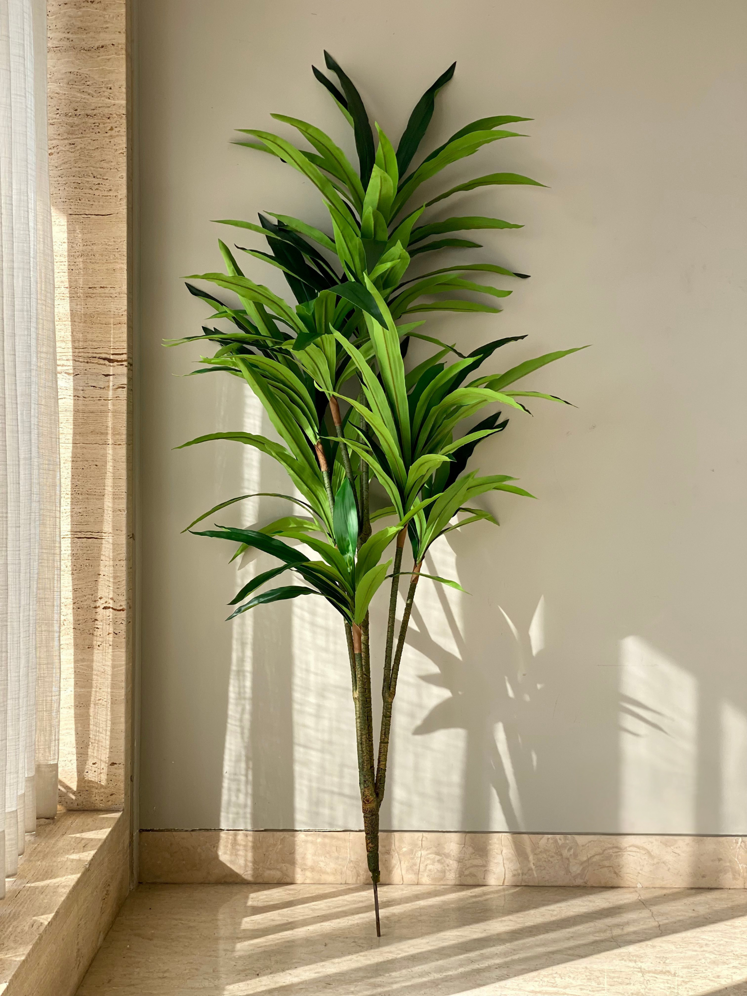 Artificial Botanic Dracaena Plant - 5.5 Feet