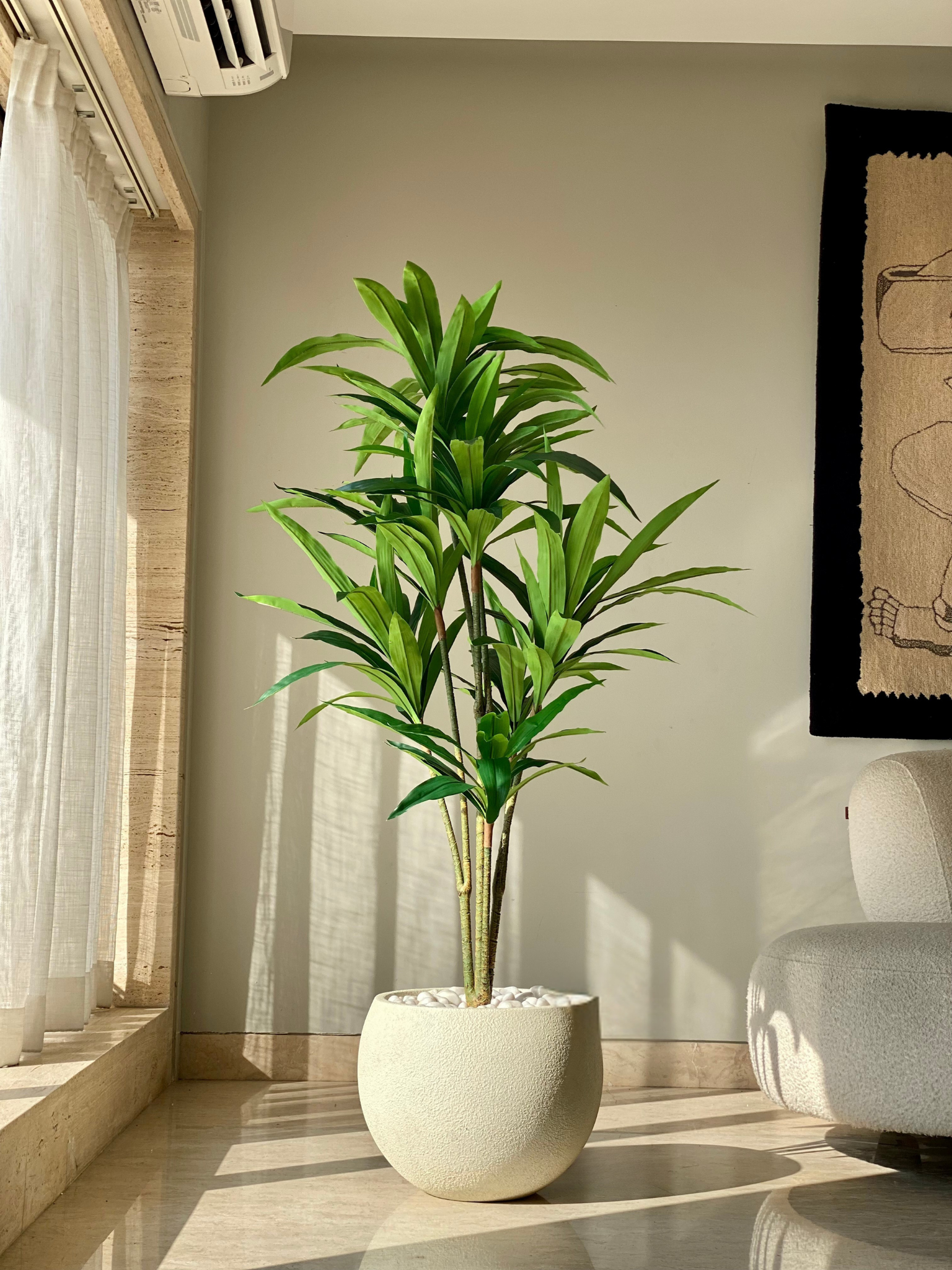 Artificial Botanic Dracaena Plant - 5.5 Feet