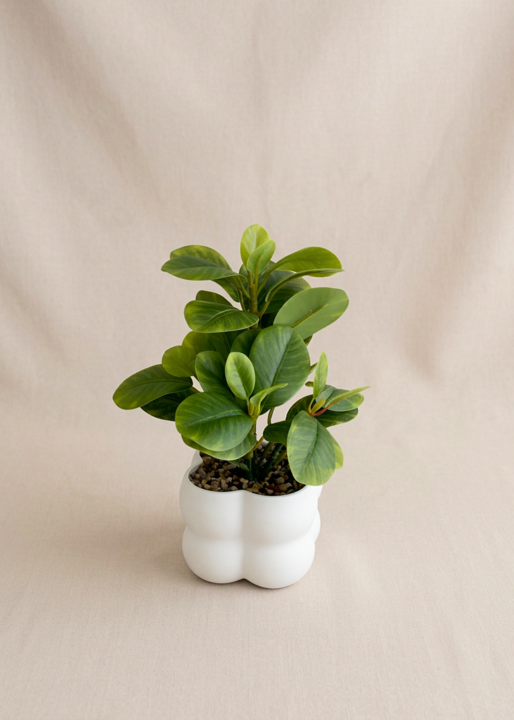 Artificial Peperomia Plant
