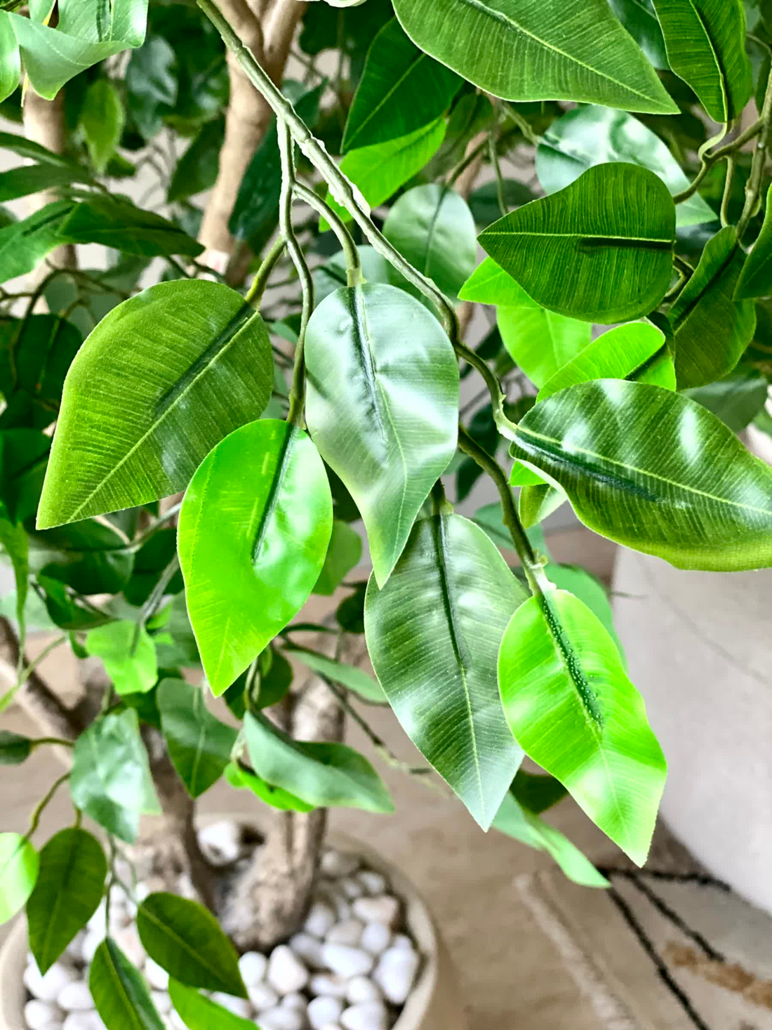 Artificial Ficus Palatial Plant - 6 Feet