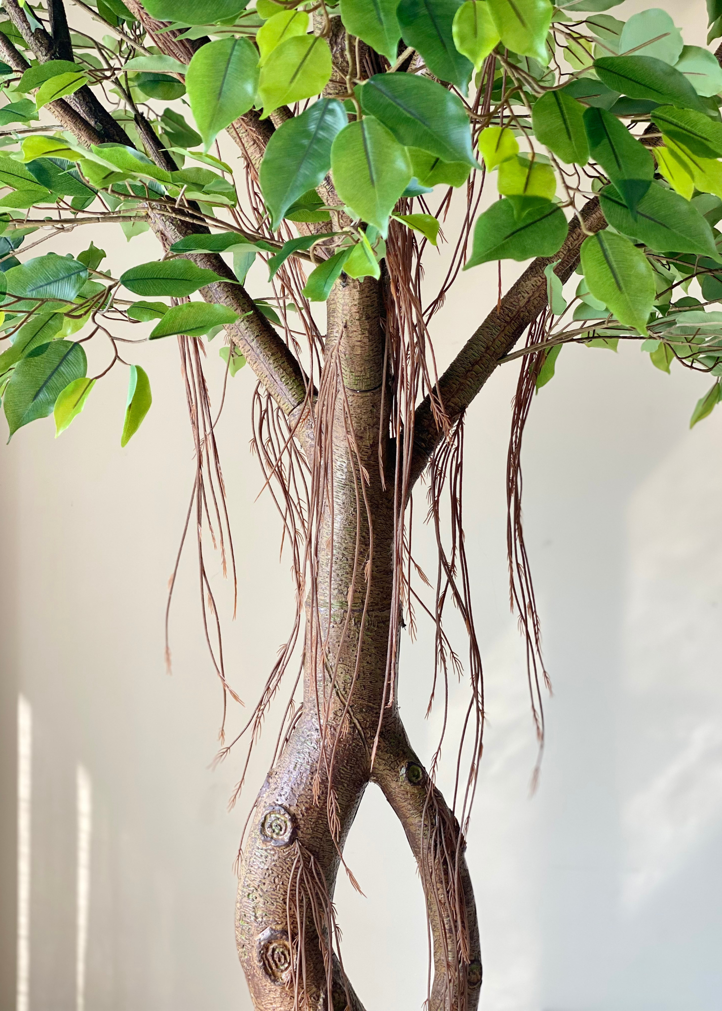 Artificial Grandiose Ficus Plant - 8 Feet