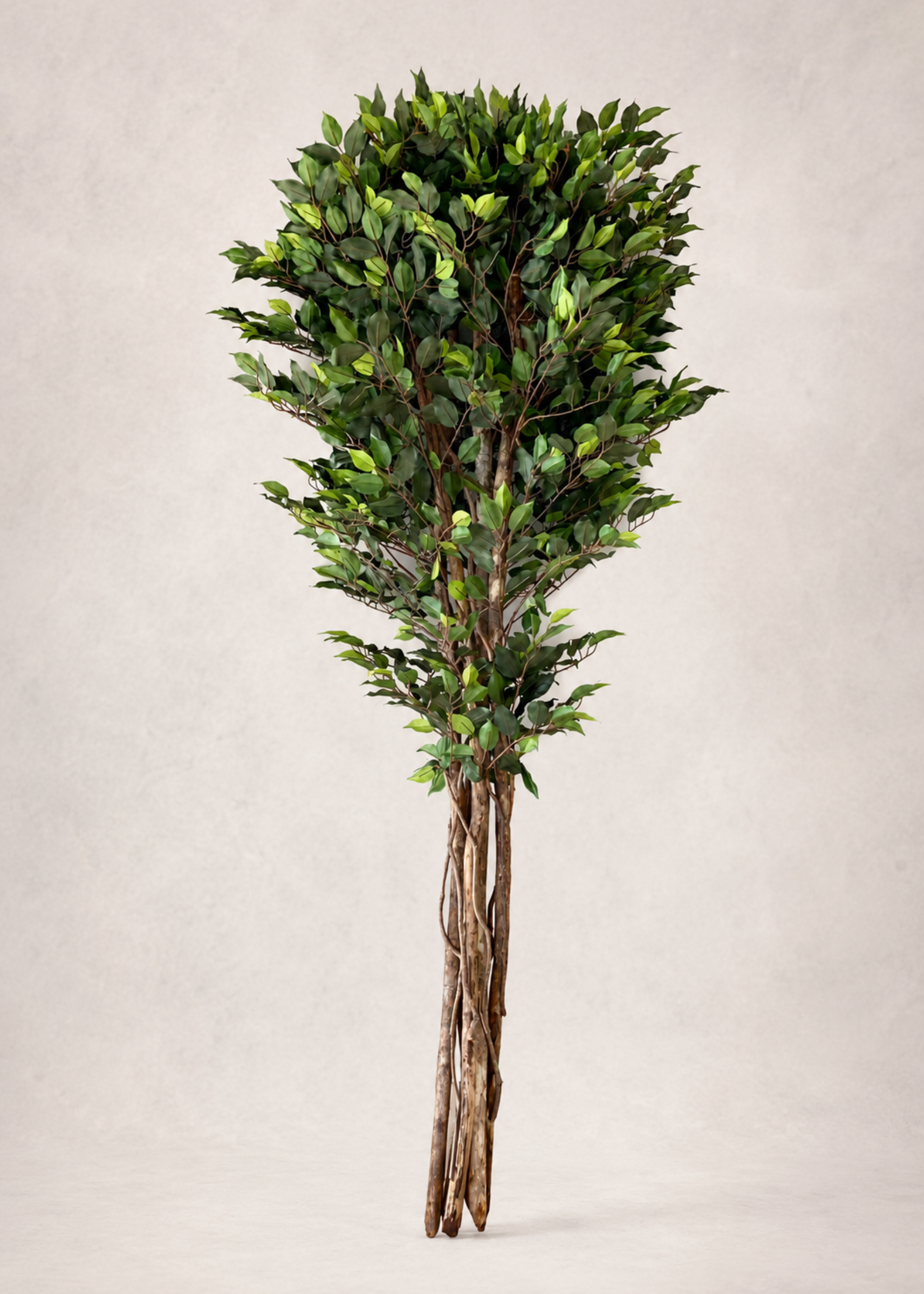 Artificial Natura Ficus Plant - 7 Feet