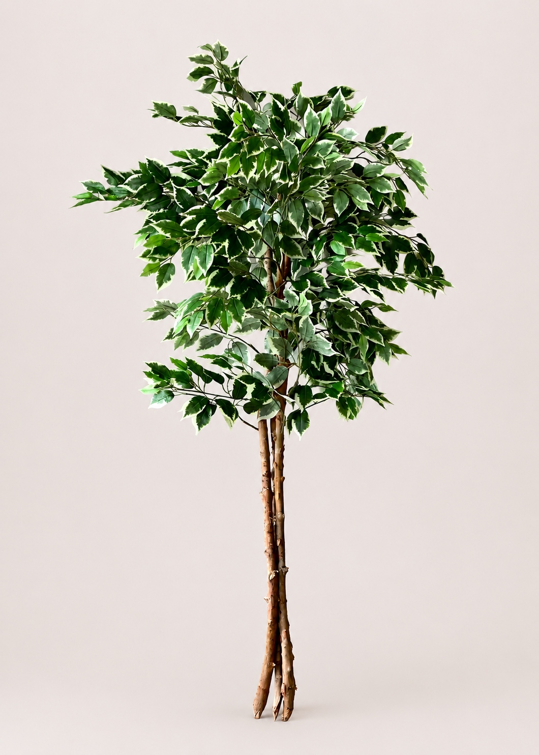 Artificial Variegated Dried Ficus Plant - 5 Feet