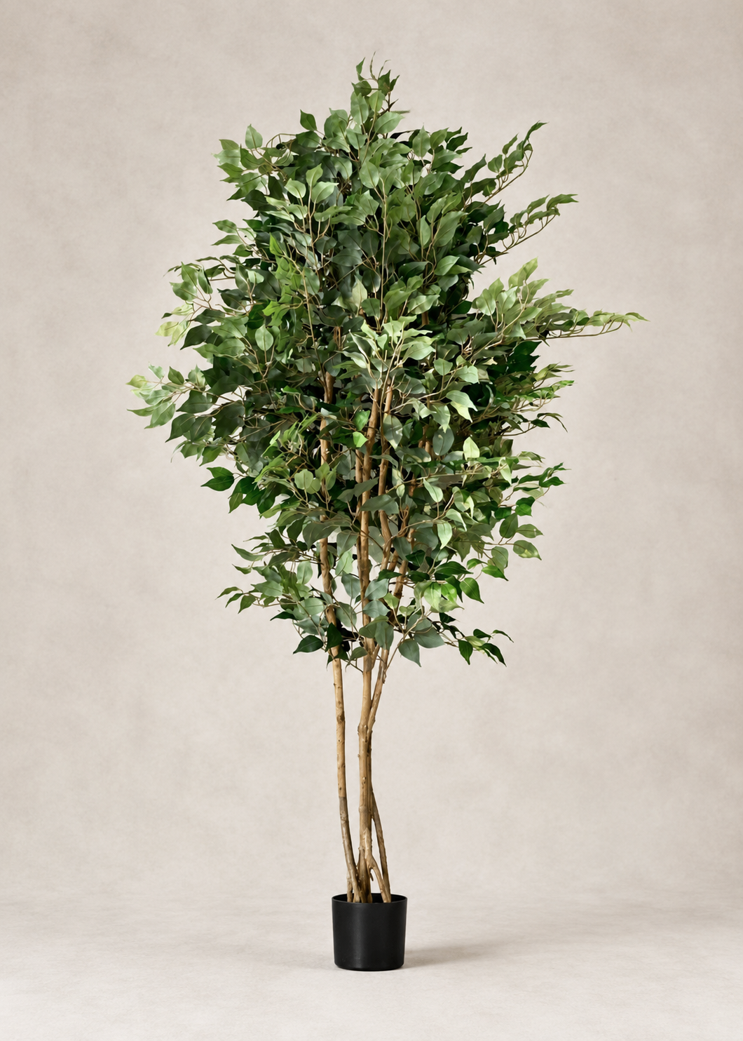 Artificial Aurora Ficus Plant - 7 Feet