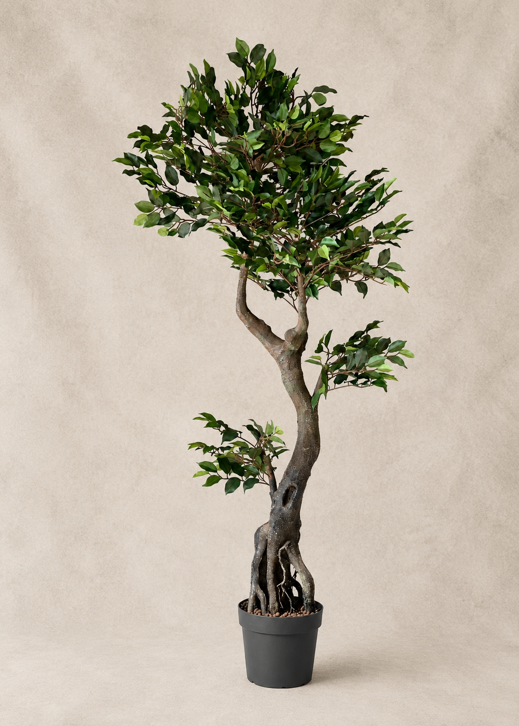 Artificial Twined Ficus Plant - 6 Feet