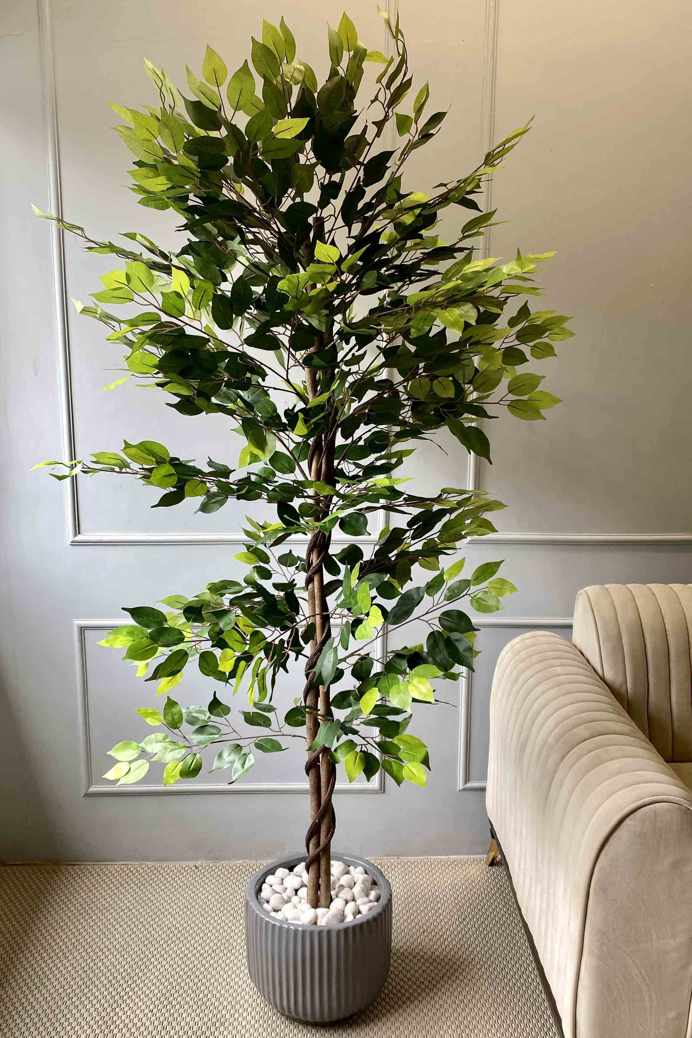 Artificial Weeping Ficus - 6 Feet