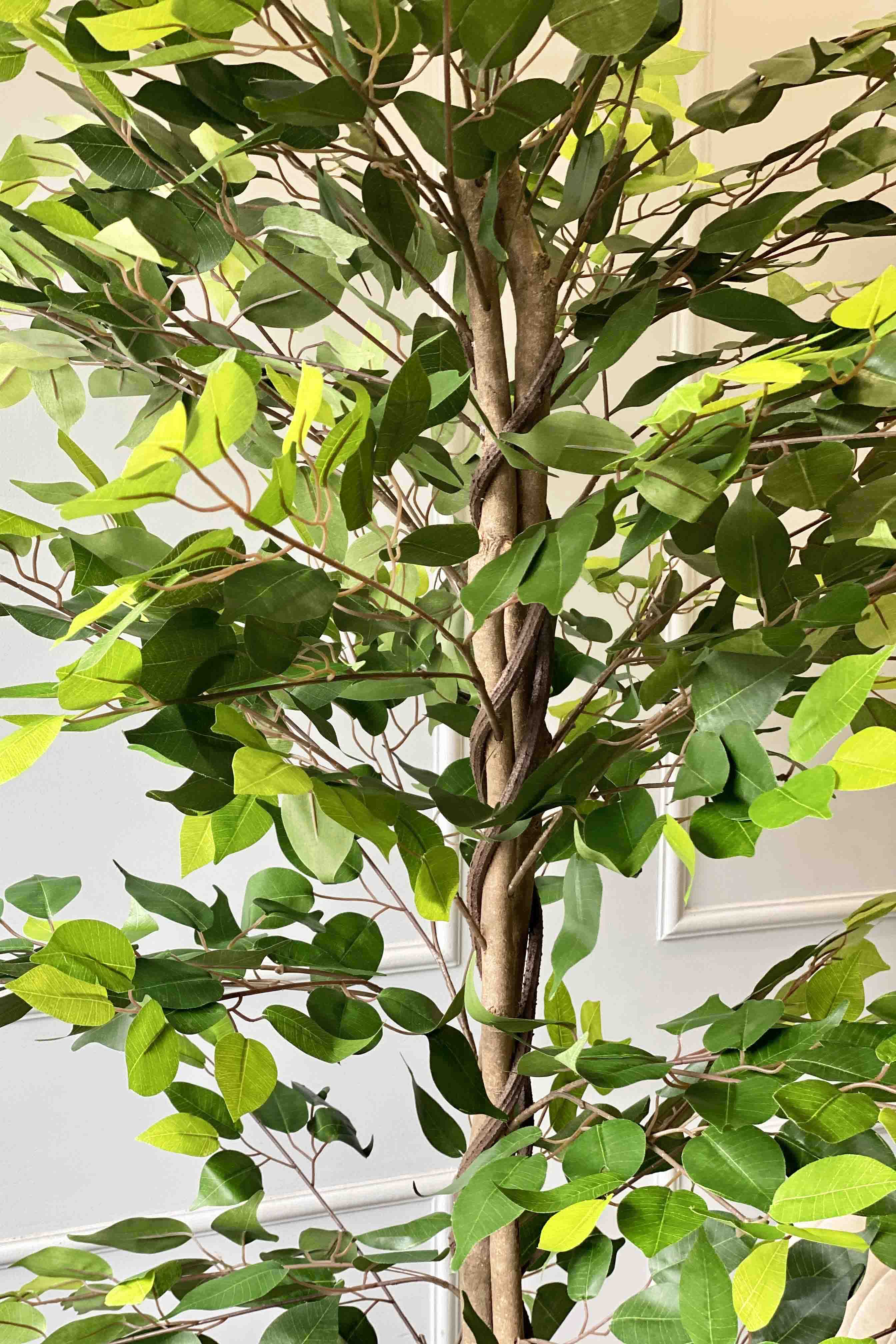 Artificial Weeping Ficus - 6 Feet