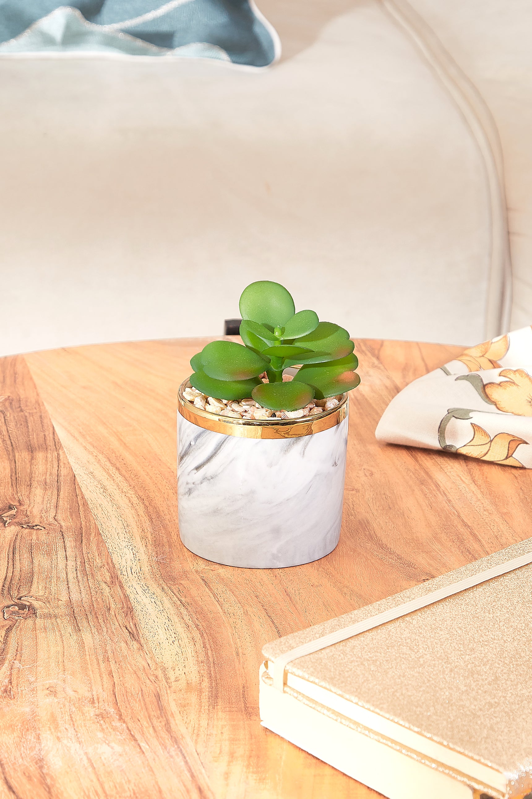 Swirl Succulent With Gold Trim