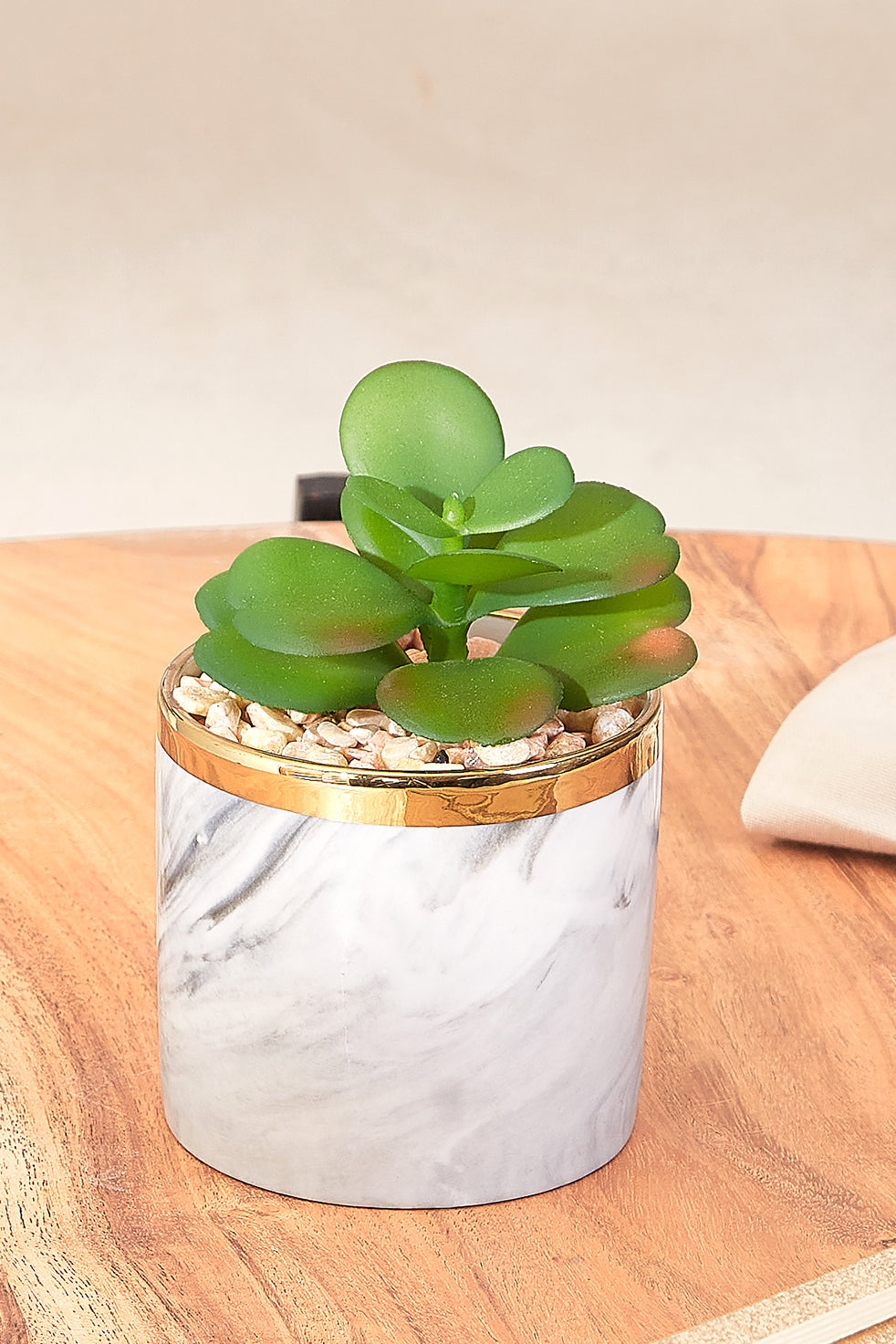 Swirl Succulent With Gold Trim