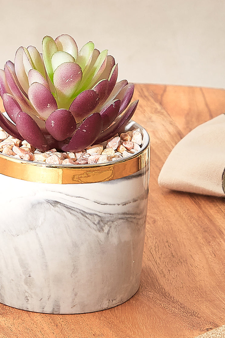 Swish Succulent With Gold Trim
