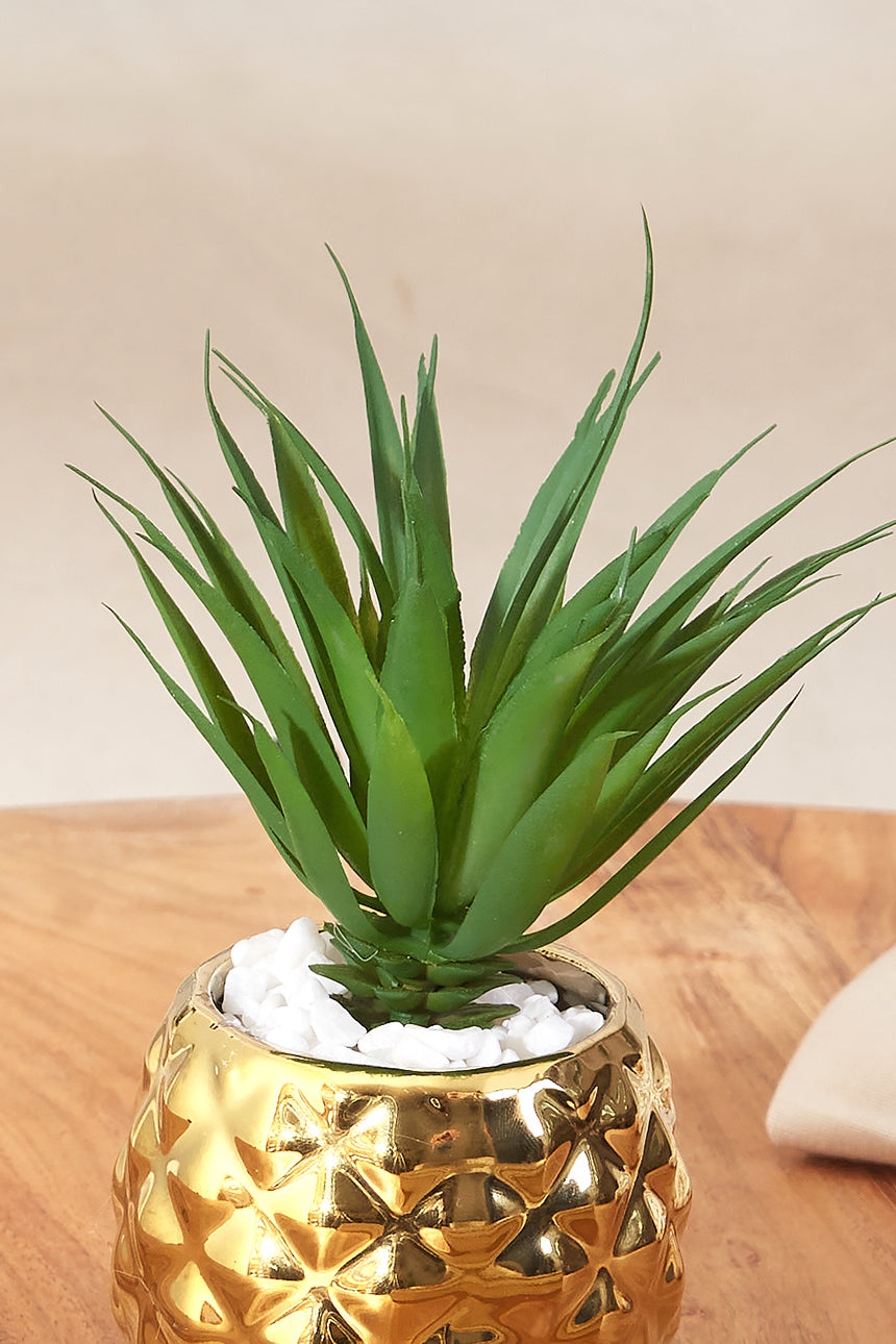 Pineapple Succulent