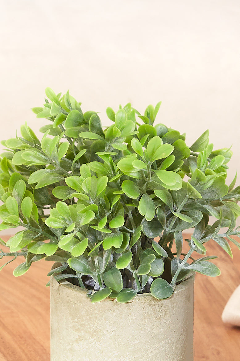 Artificial Bux Plant Succulent With Concrete Pot