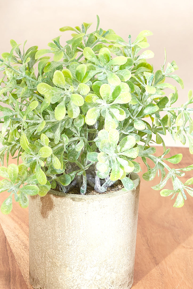 Artificial Sage Succulent With Concrete Pot