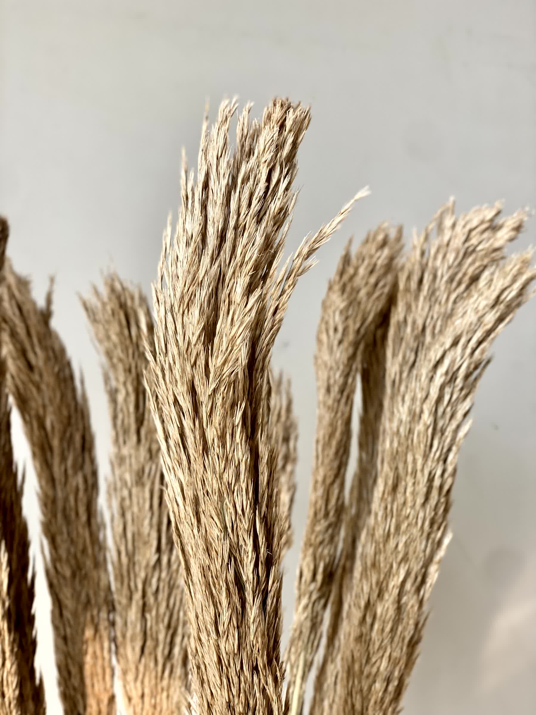 Artificial Foxtail Stem - Set of 8