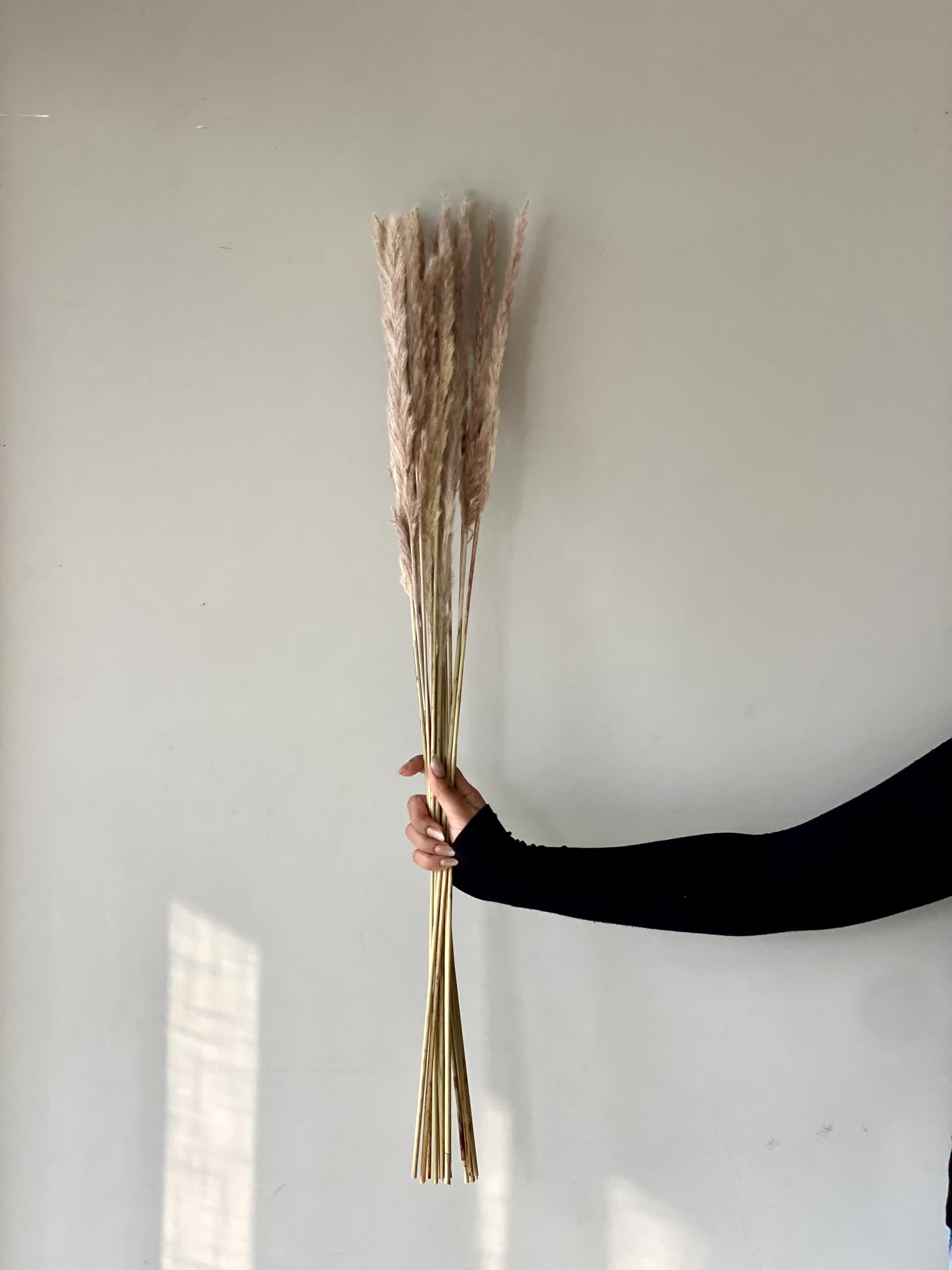 Artificial Pampas Stem - Set of 12