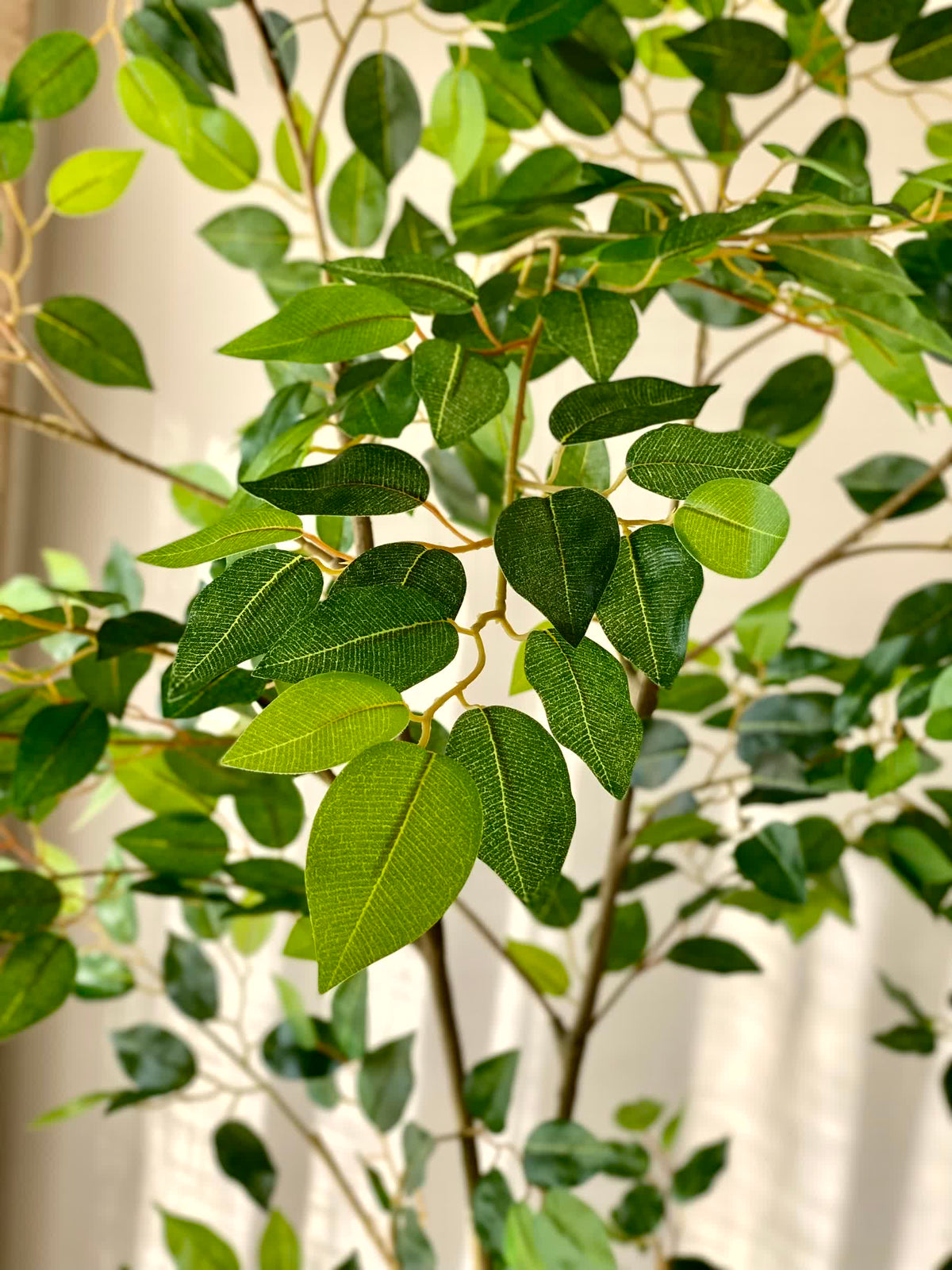 Artificial Savanah Ficus Plant - 6 Feet