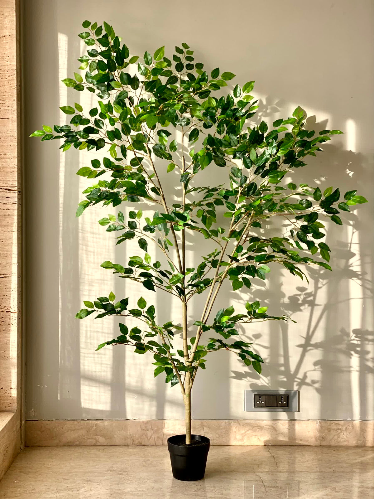 Artificial Savanah Ficus Plant - 6 Feet