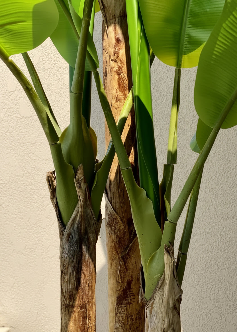 Artificial Giant Banana Plant - 8 Feet