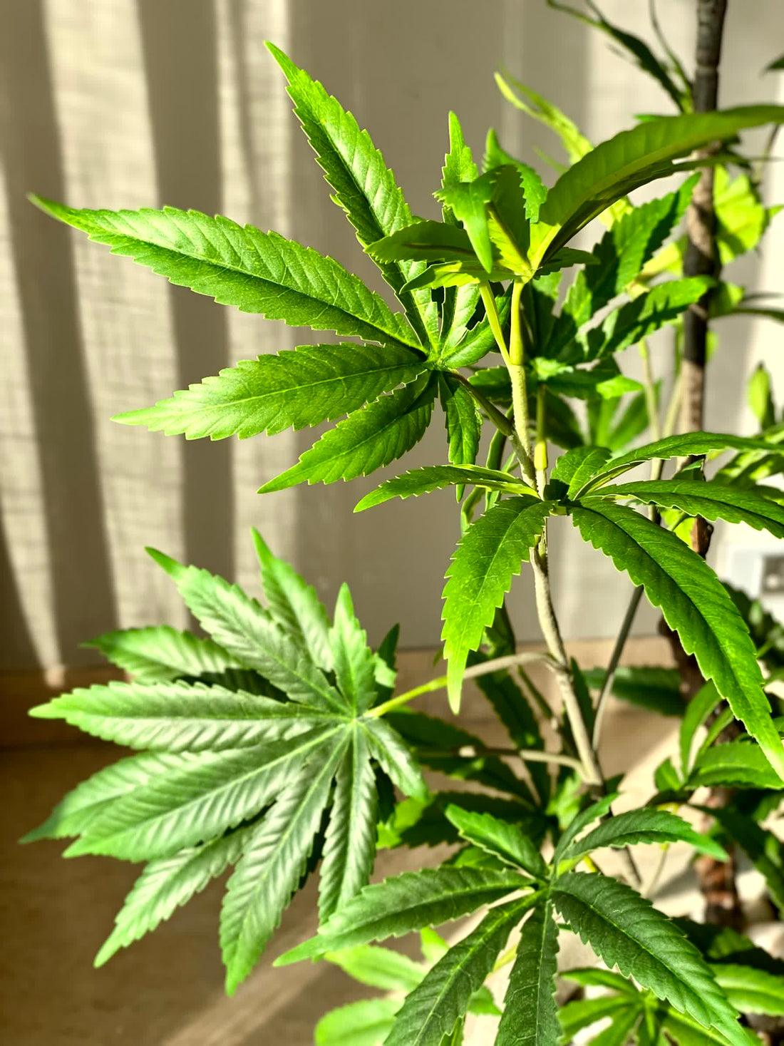 Artificial Green Maple Plant - 5 Feet